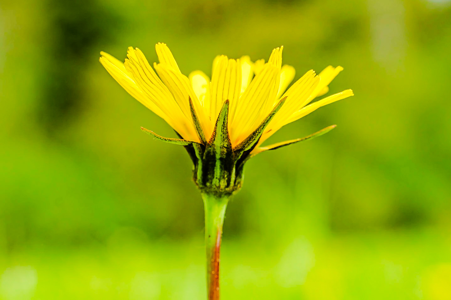 Tragopogon pratensis - Salsifis des prés