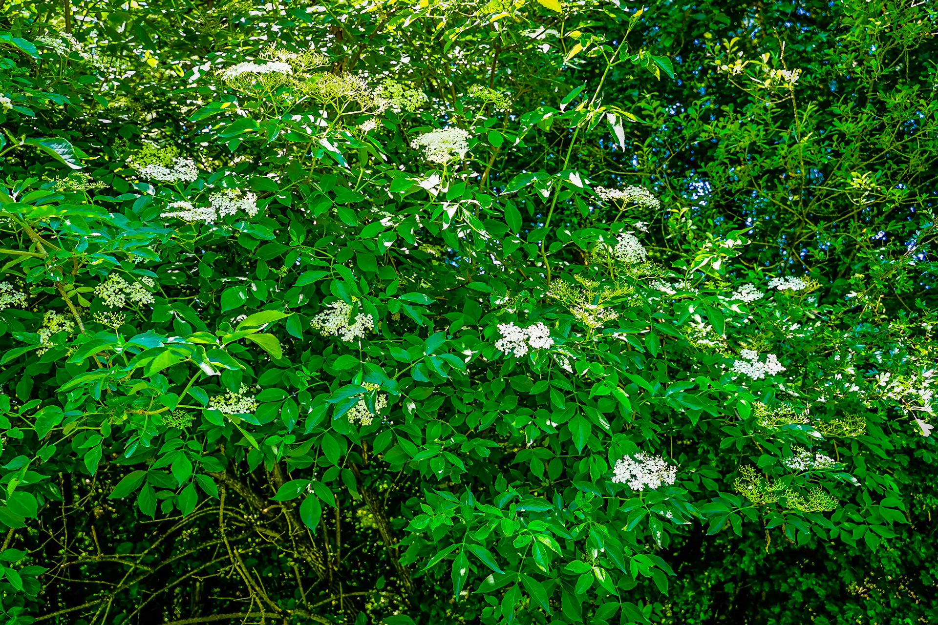 Sambucus nigra - Sureau Noir