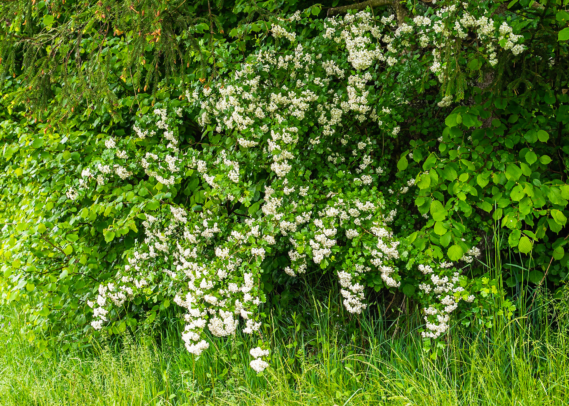 Crataegus monogyna - Aubépine