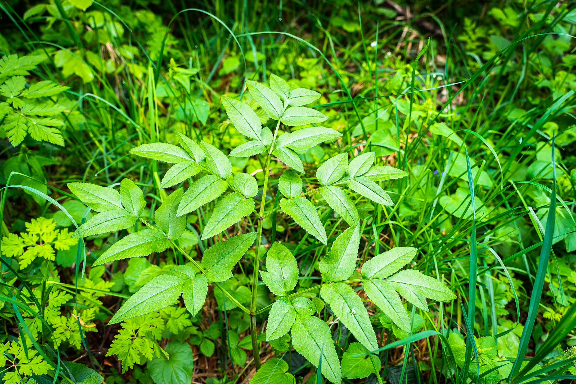 Anglica sylvestris - Angélique sauvage