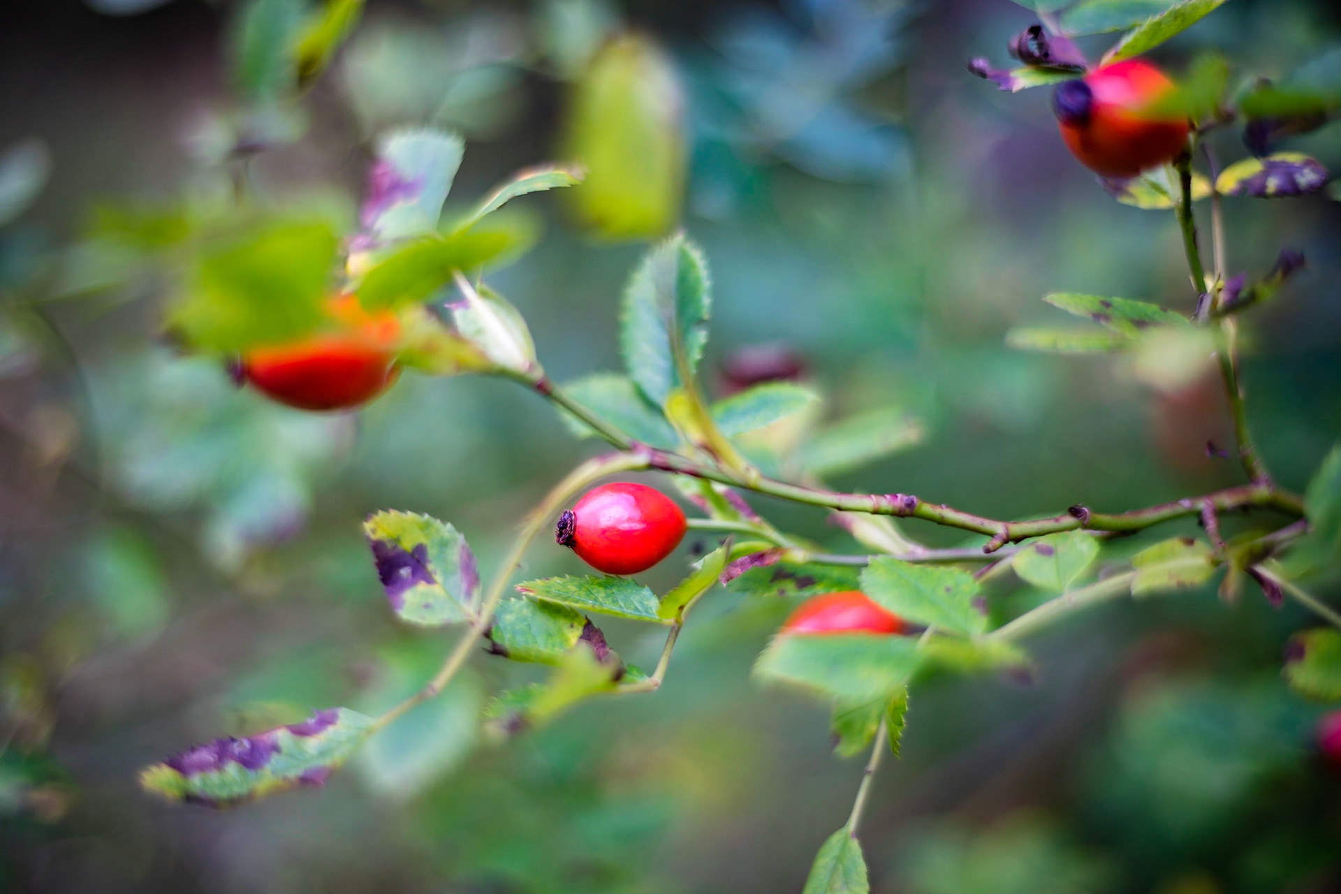 Rosa canina - Eglantier