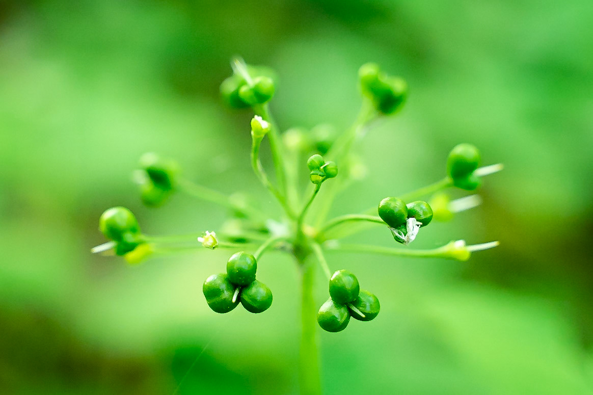 Allium ursinum - Ail des ours