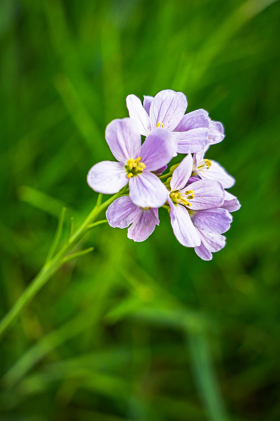 Cardamine pratensis - Cardamine des près