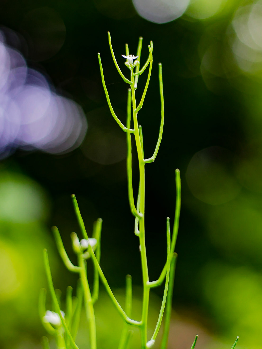 Alliaria petiolata - Alliaire officinale