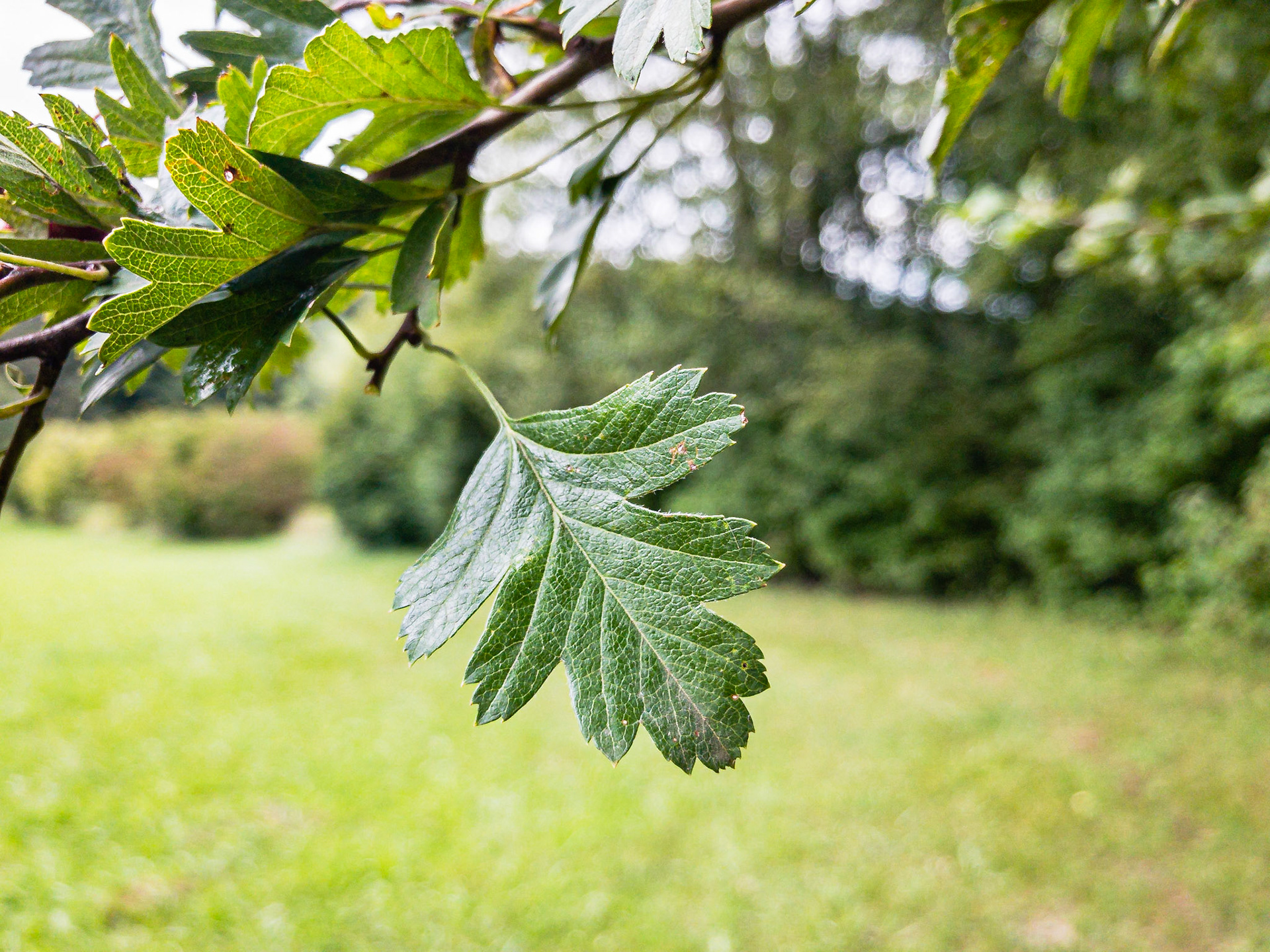 Crataegus monogyna - Aubépine