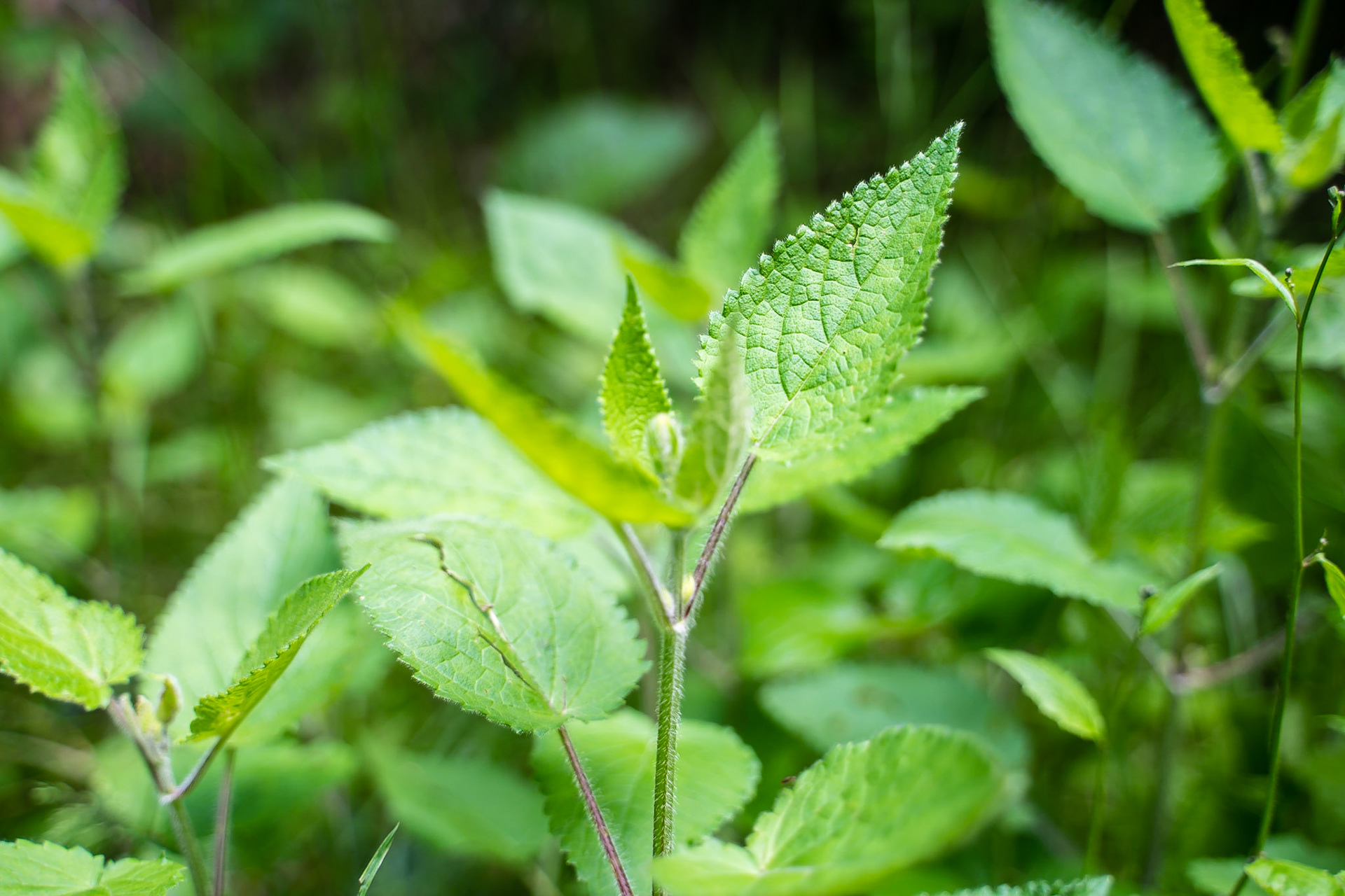 Stachys sylvatica - Epiaire des bois