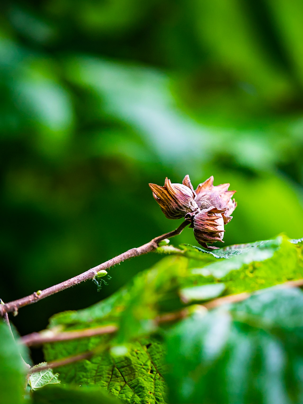 Coryllus avellana - Noisetier commun