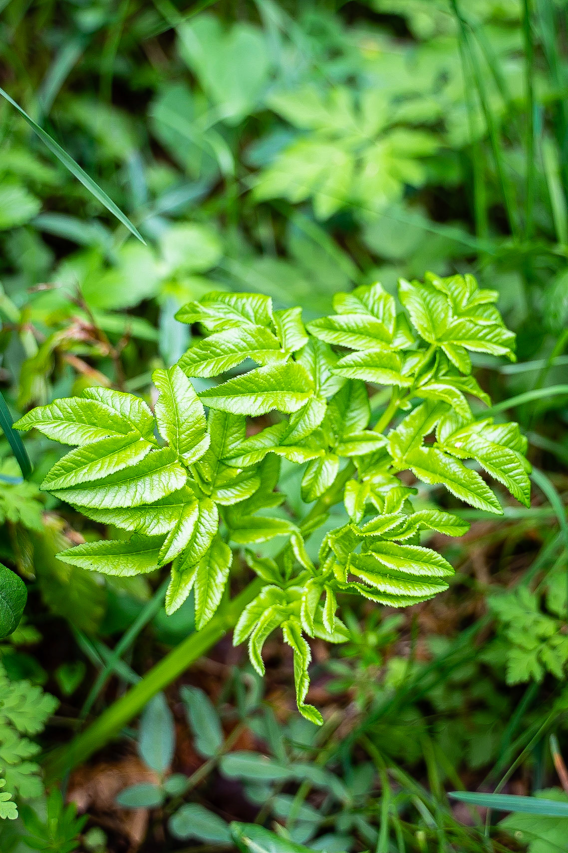 Anglica sylvestris - Angélique sylvestre