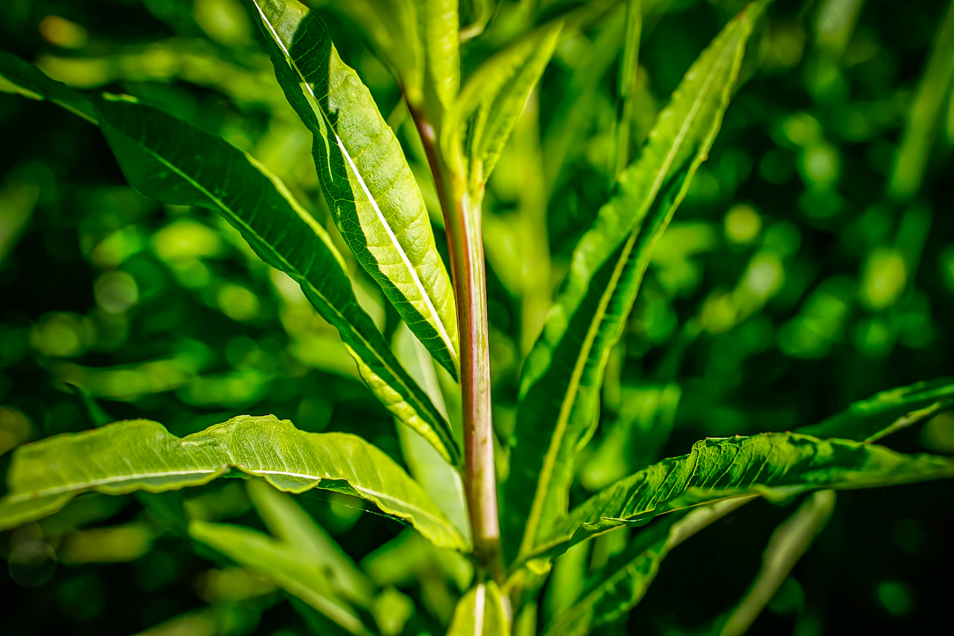 Epilobium angustifolium - Epilobe en épi