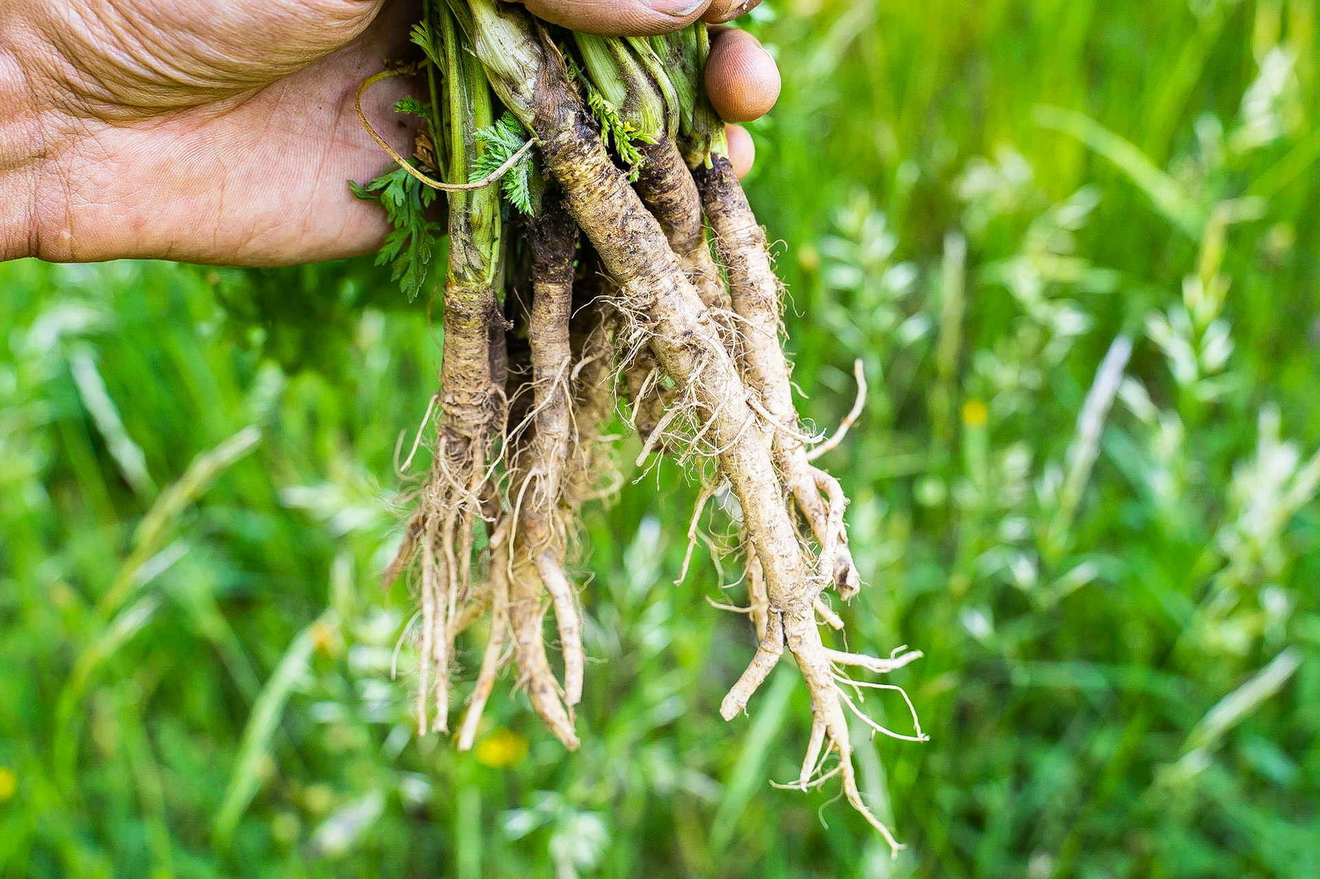 Daucus carota - Carotte sauvage