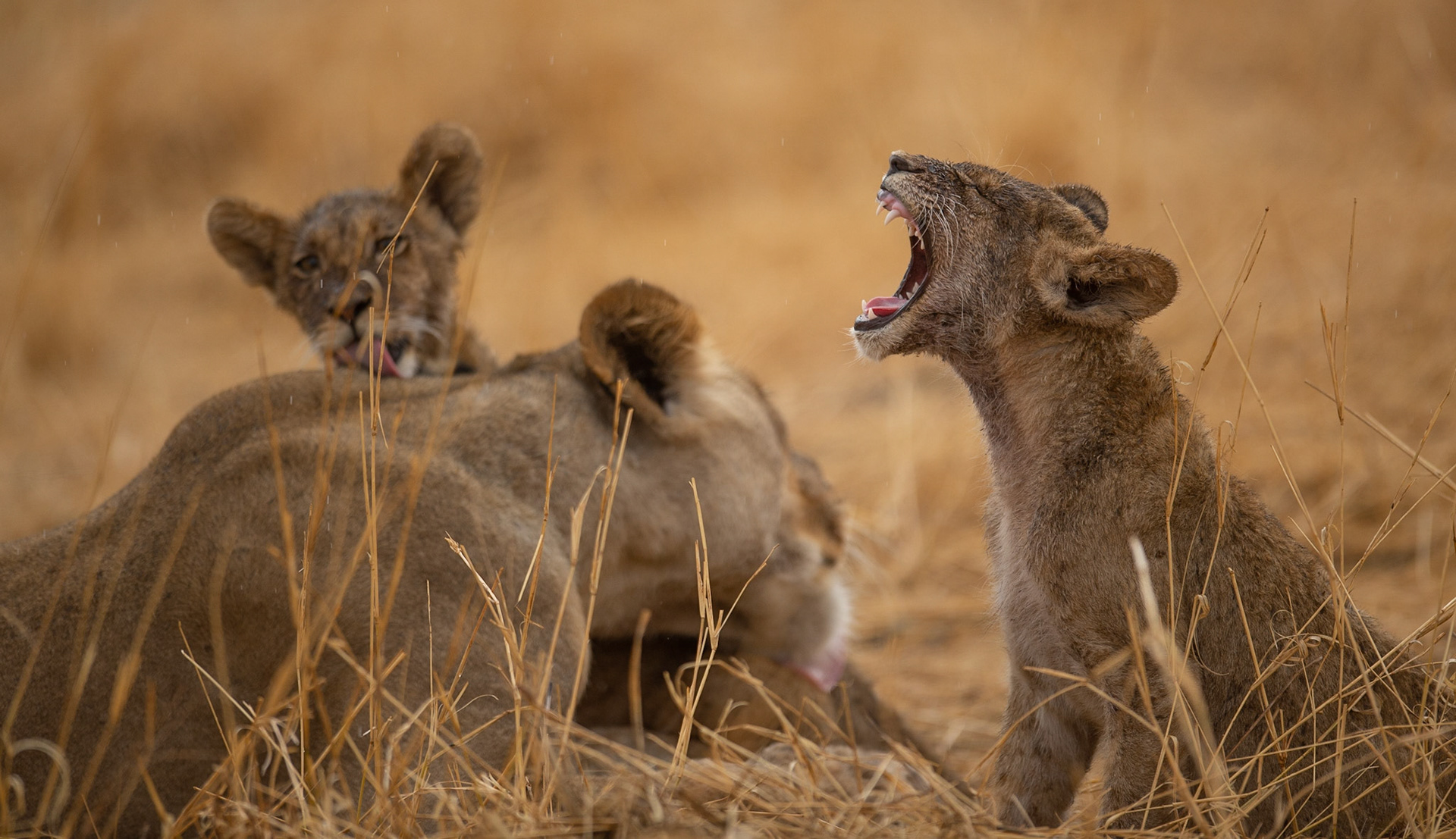 Lioness and Cubs