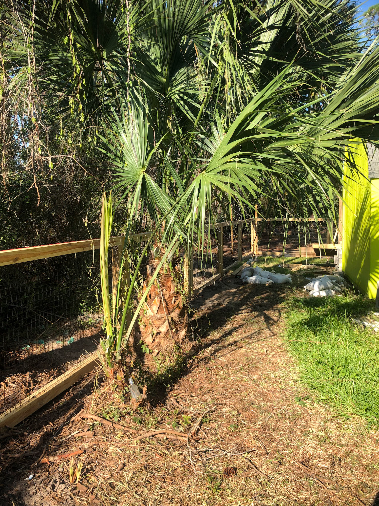 Palm Trees in Backyard