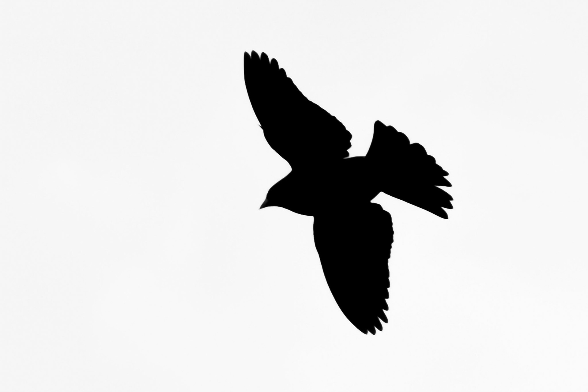 Silhouette
