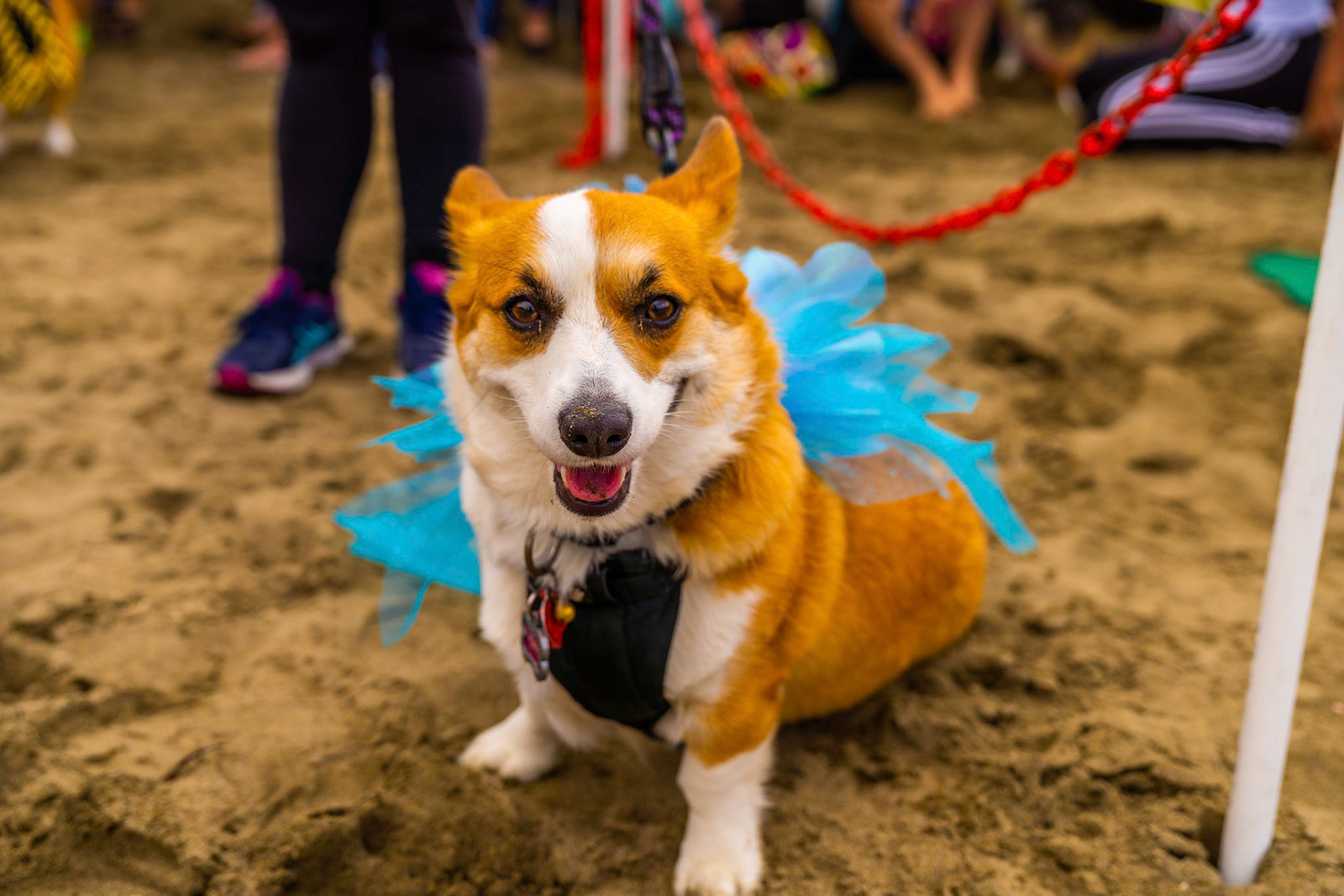 Get Your Corg On! - Corgi Con