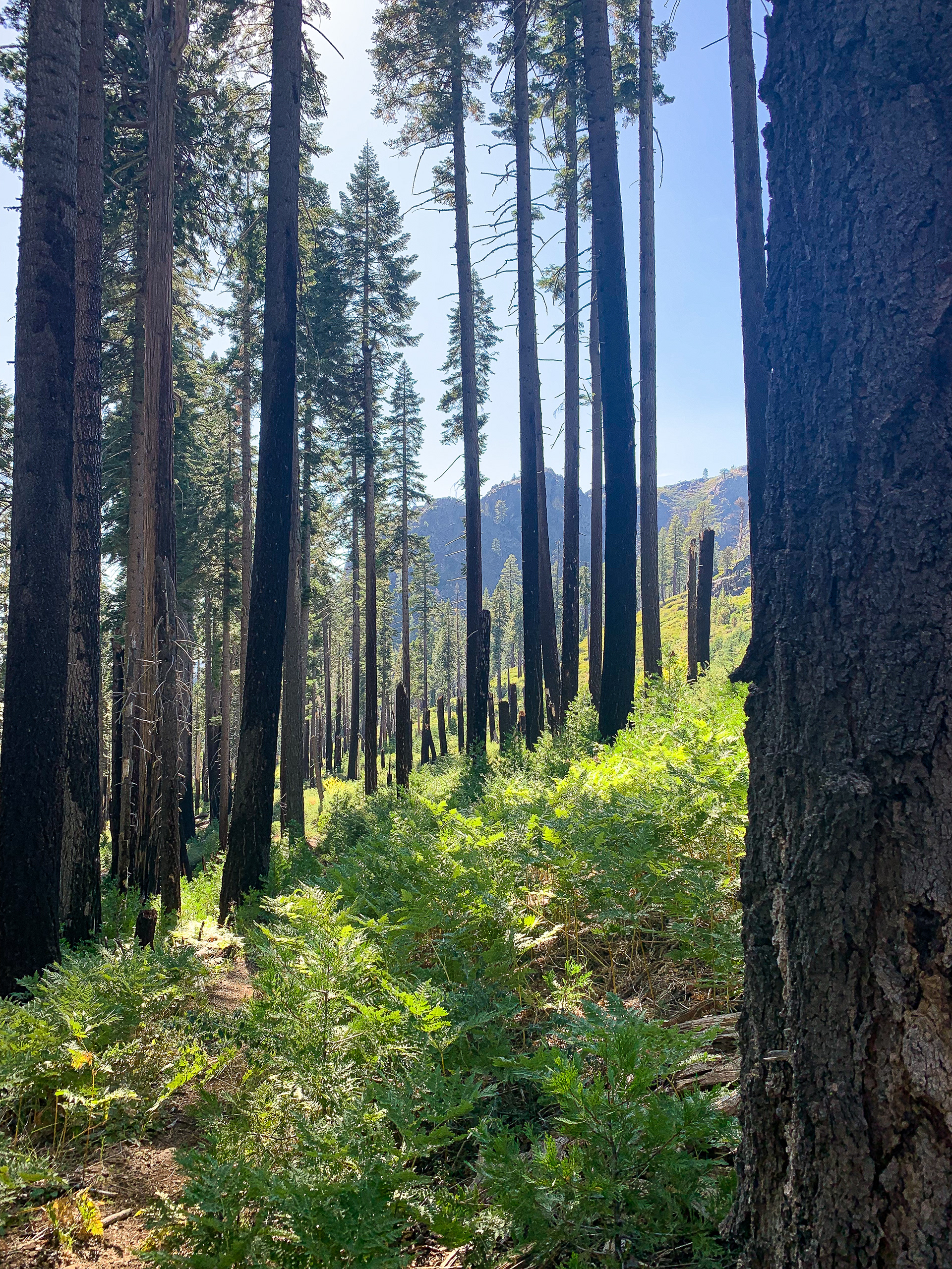 Forest Groves