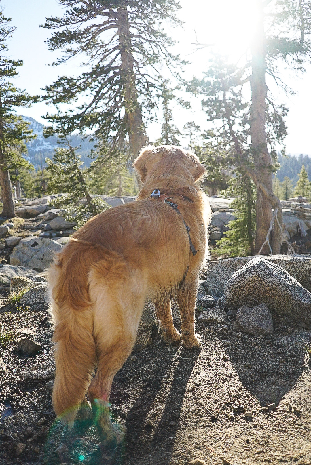 Panza - Desolation Wilderness, CA