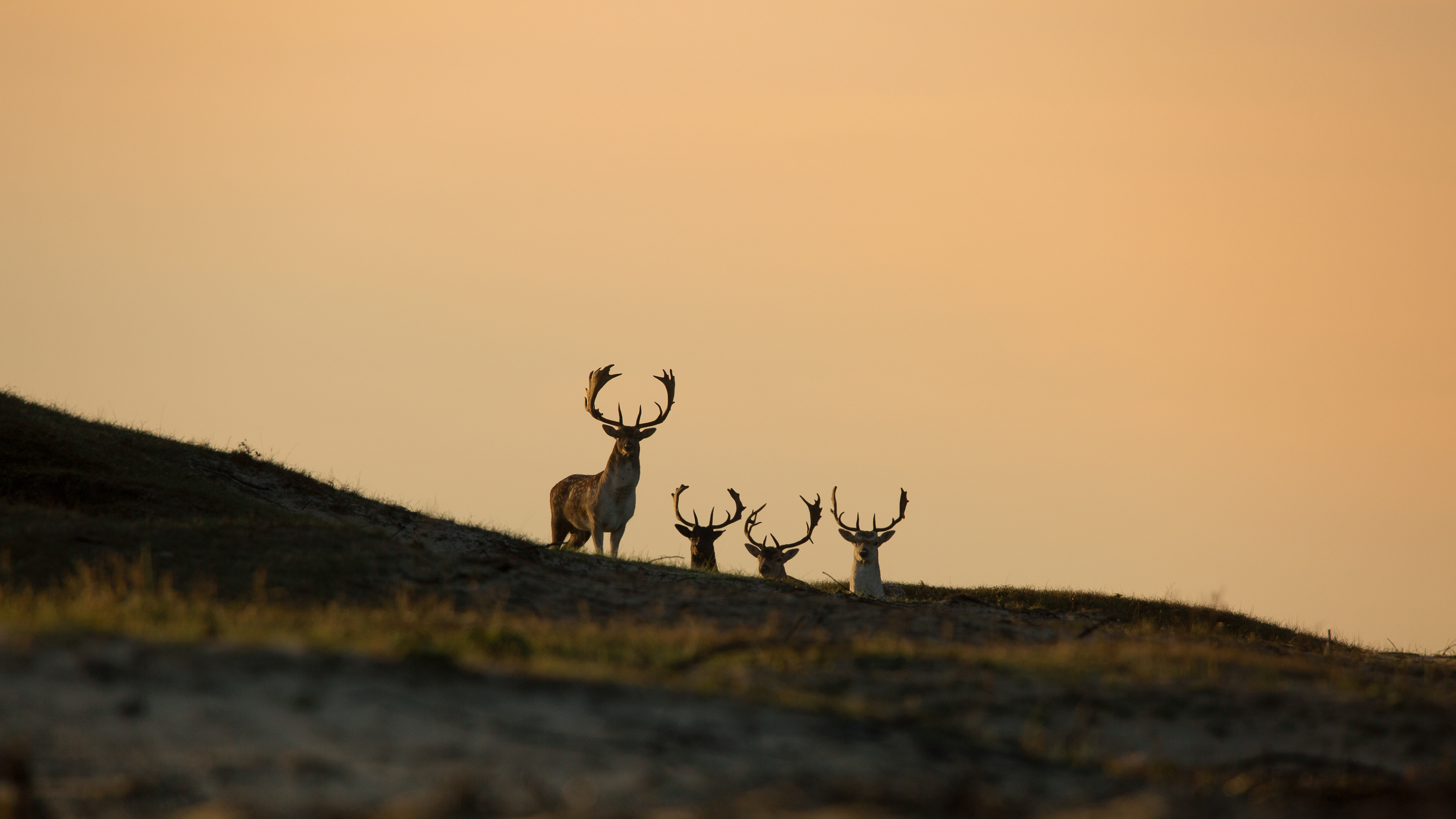 Fallow deer (Damhert)