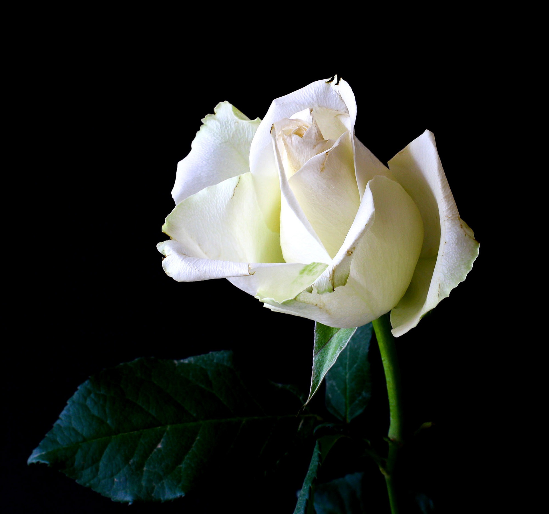 White As A Rose