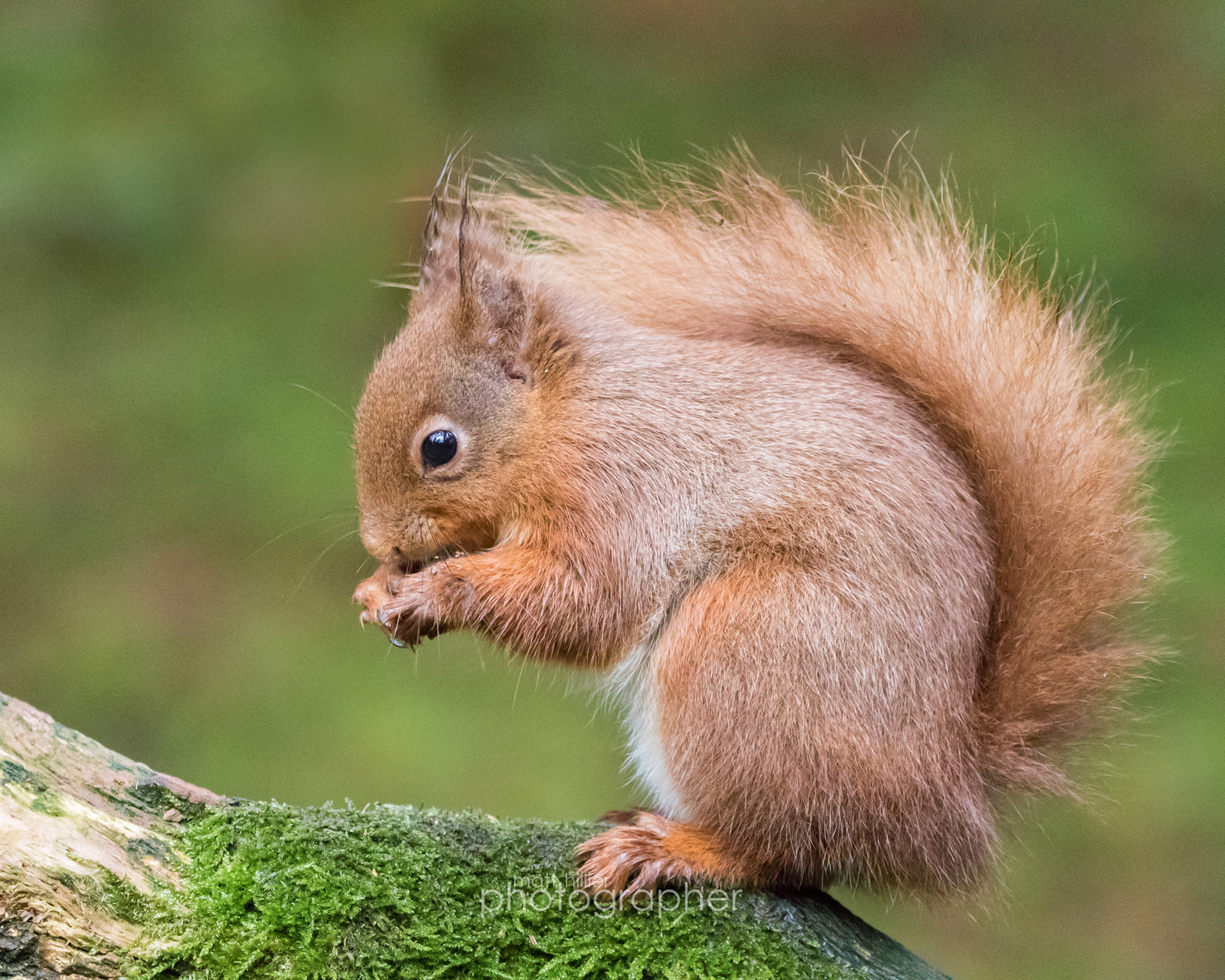 Red Squirrel II