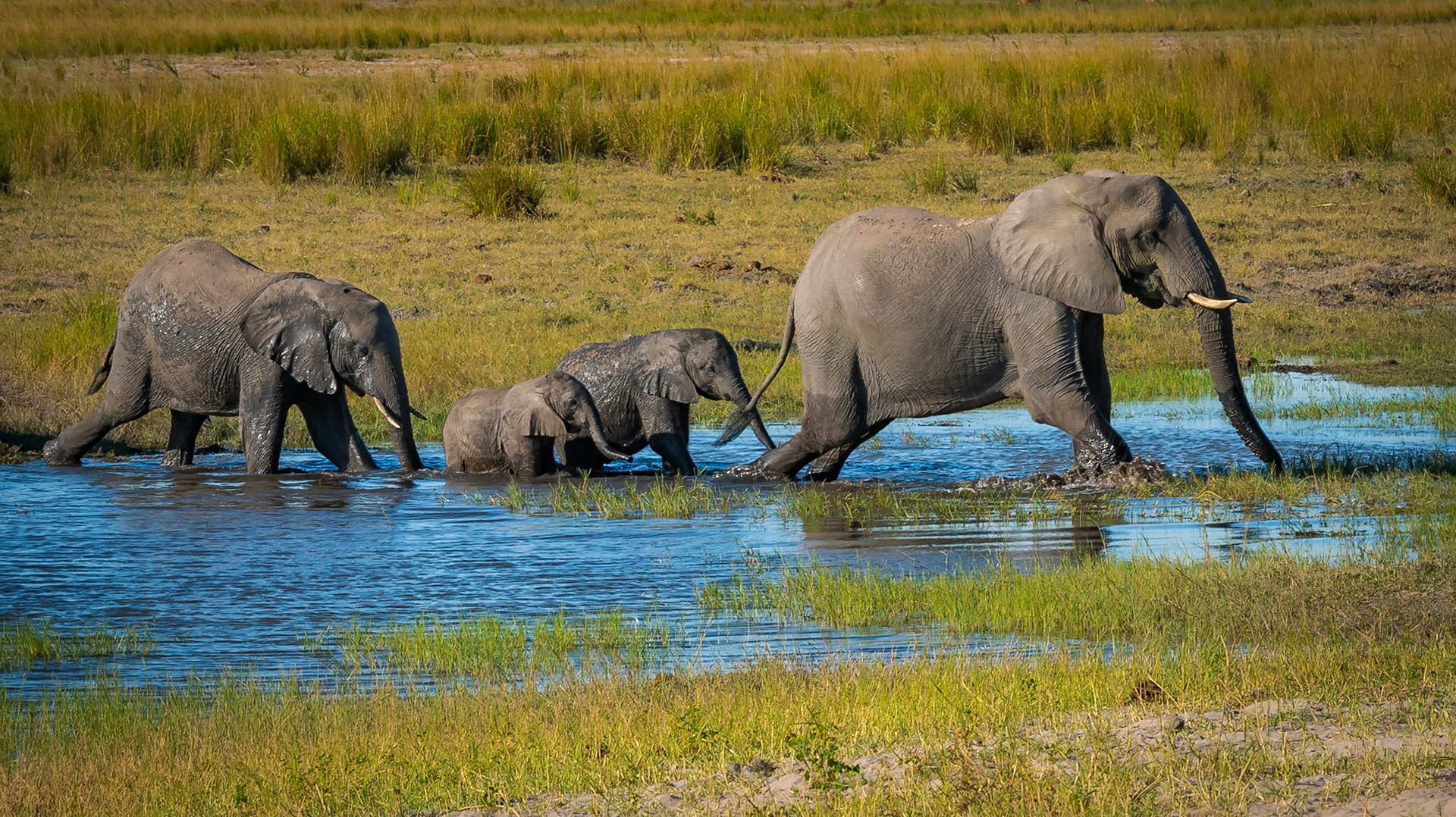 African Elephant Family