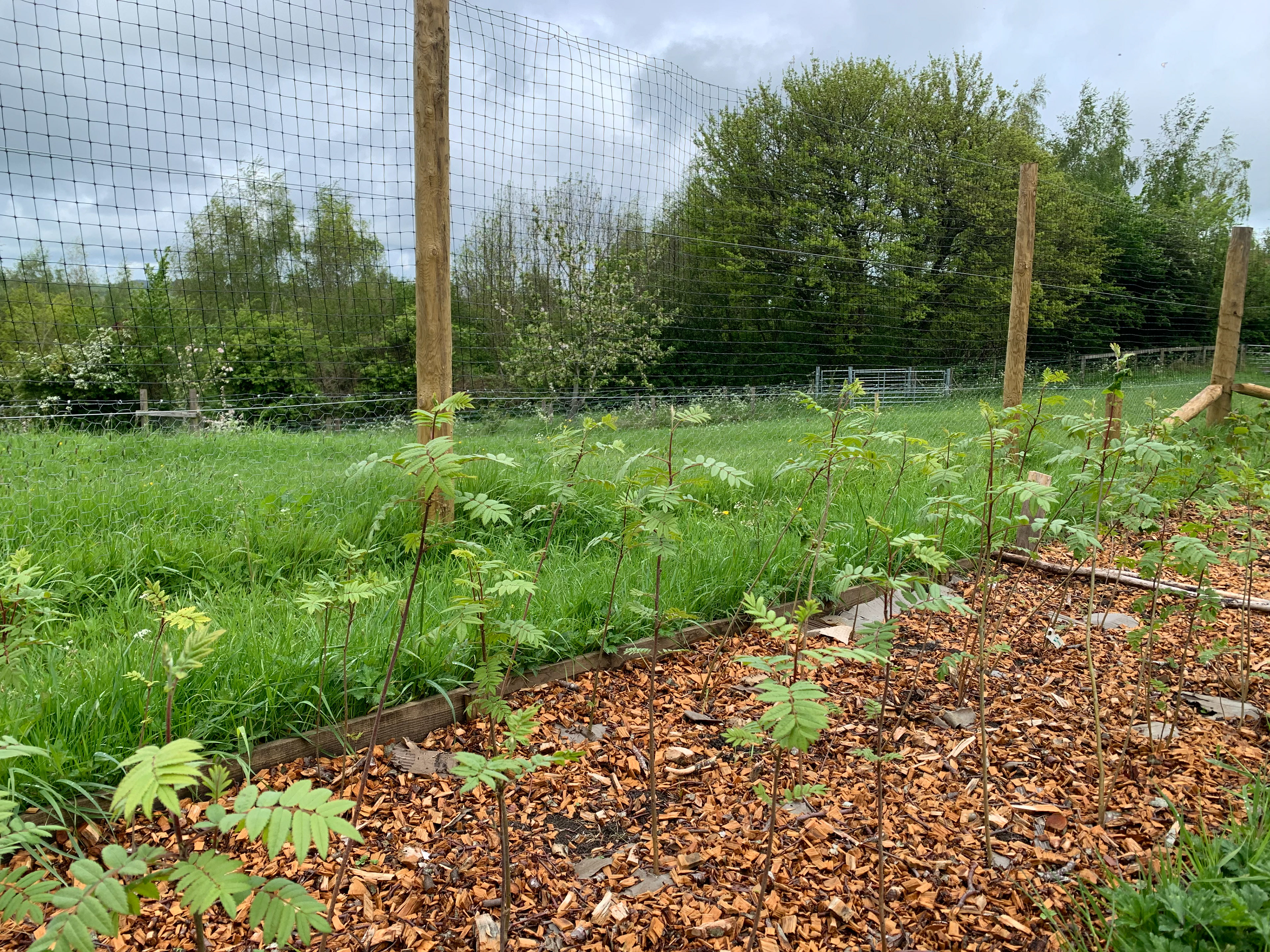 Nurturing Little Baby Trees: More Trees BANES is setting up a network of community tree nurseries across the region. This is what it's all about - growing on seedlings/saplings until they are big enough to plant out.