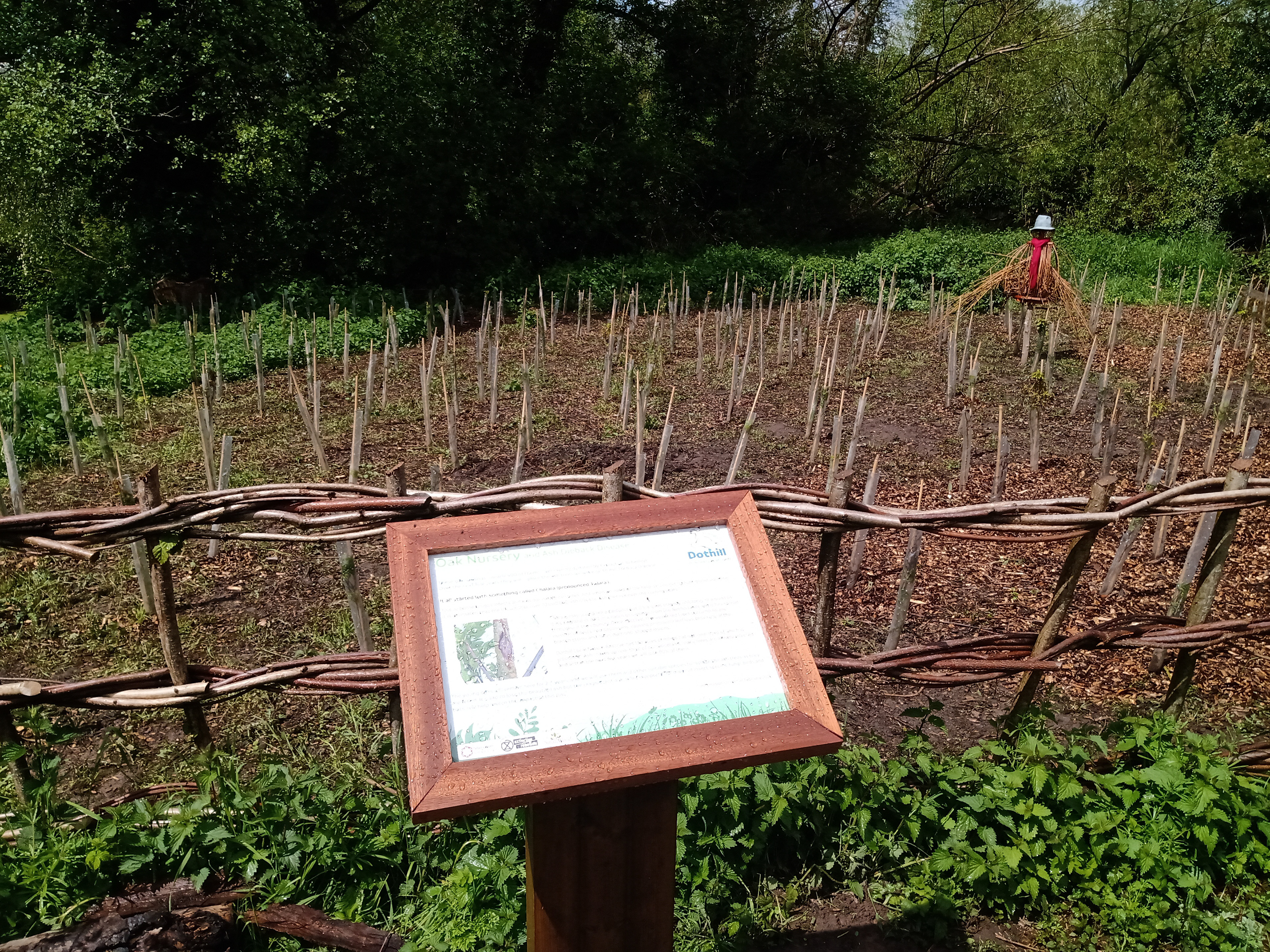 Tree nursery at a Local Nature Reserve: Earlier in the year we worked with a local greenspace ‘friends’ group, the local primary school, local Councillors and the local ‘Extinction Rebellion’ group to establish a tree nursery at Dothill Local Nature Reserve. The reserve has a young plantation of Ash which is unfortunately susceptible to disease and the Oak trees, rescued from a tree nursery in Wales that had no market for them, will be planted to replace the Ash trees which we have also been involved in starting to clear.
