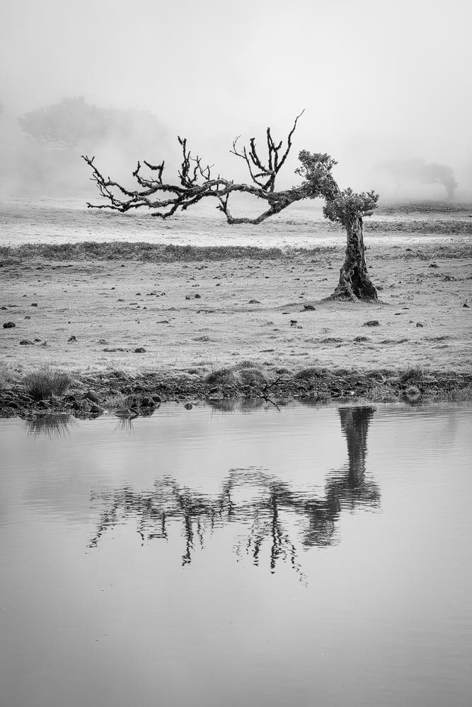 Mirrored