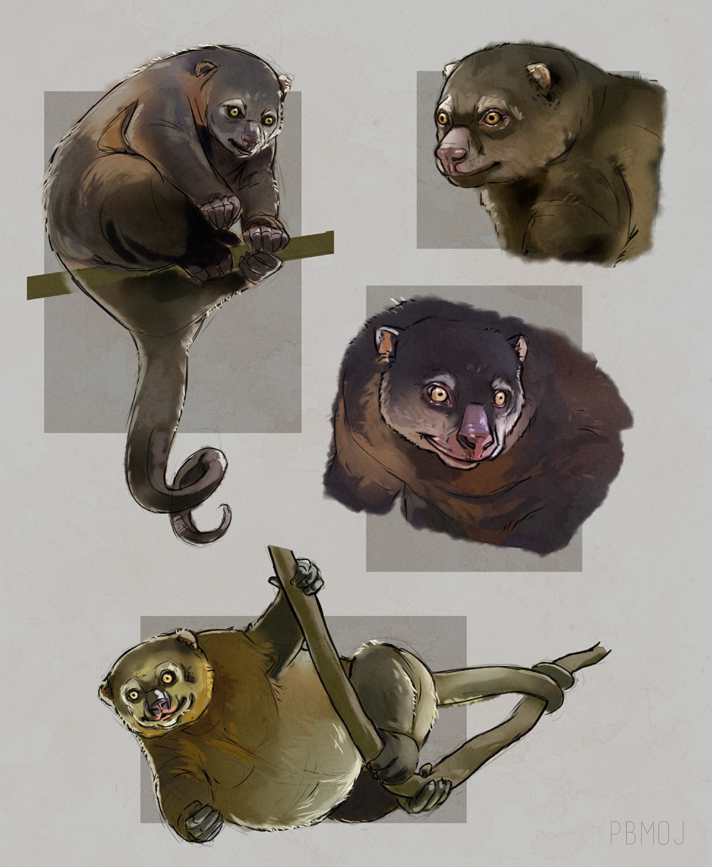 Sulawesi Bear Cuscus