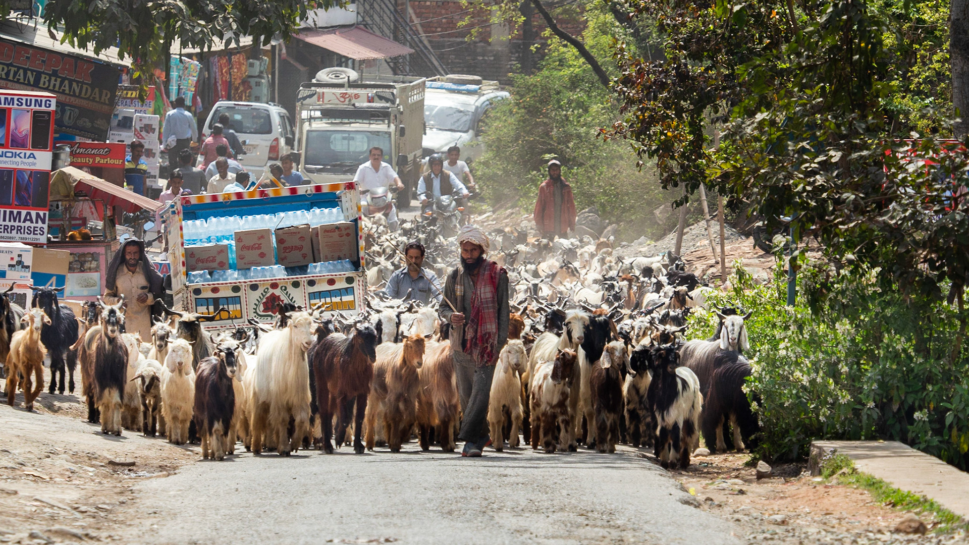 Himalayan Nomadic Shepards