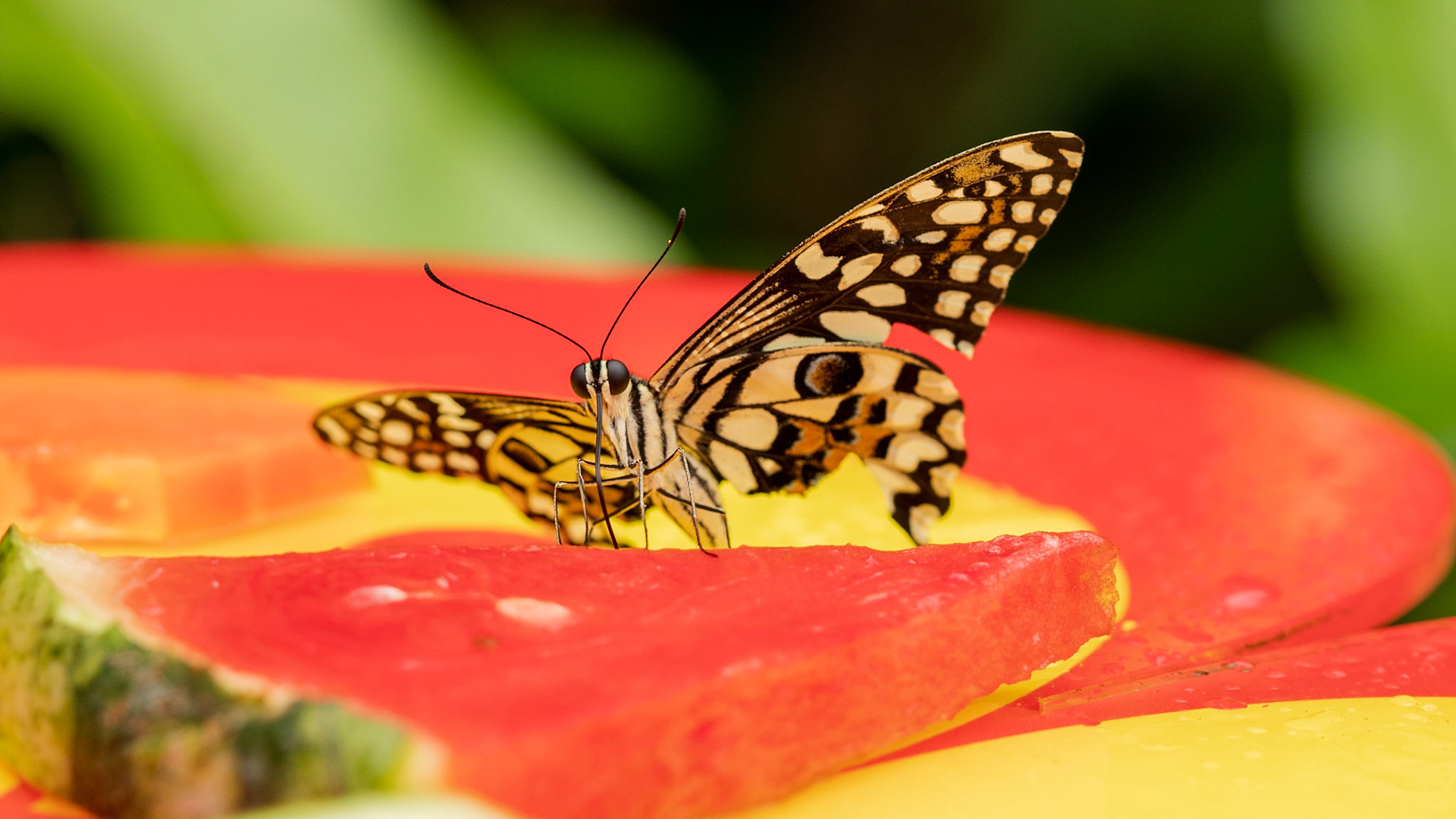 Also known as the Lime Butterfly or Lemon Butterfly (thanks to their penchance for citrus plants), Lime Swallowtails are "fun" butterflies for me. 

They aren't as flighty as other butterflies, and they are easily bribed through fruit platters.

Found all the way from Asia to Australia, I've read that they've even reached areas like the Dominican Republic, Jamaica and Puerto Rico!

I found this one hanging around an outdoor wedding reception, in Malaysia. So, their Wikipedia page needs an update.