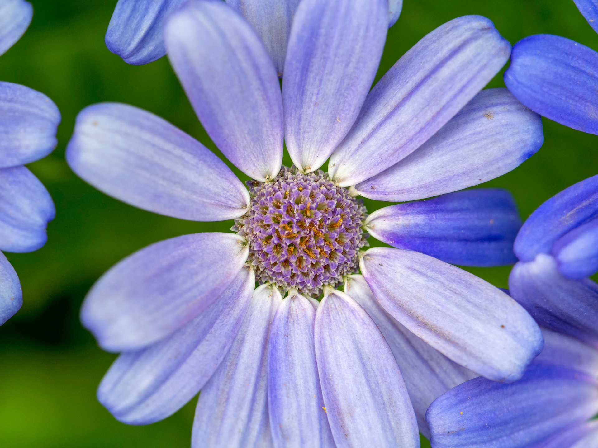And a pretty flowerbed happened