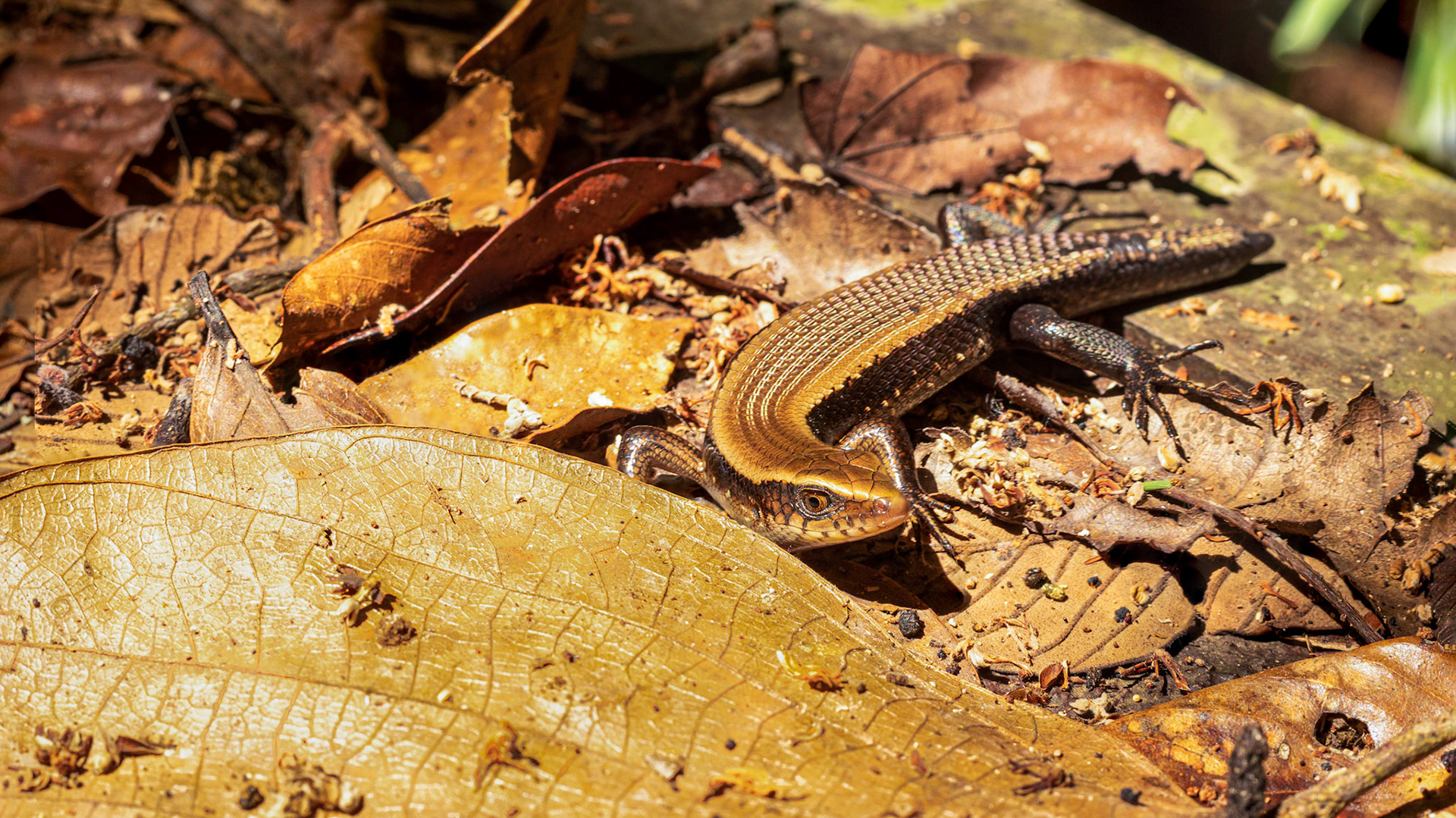 Common Sun Skink