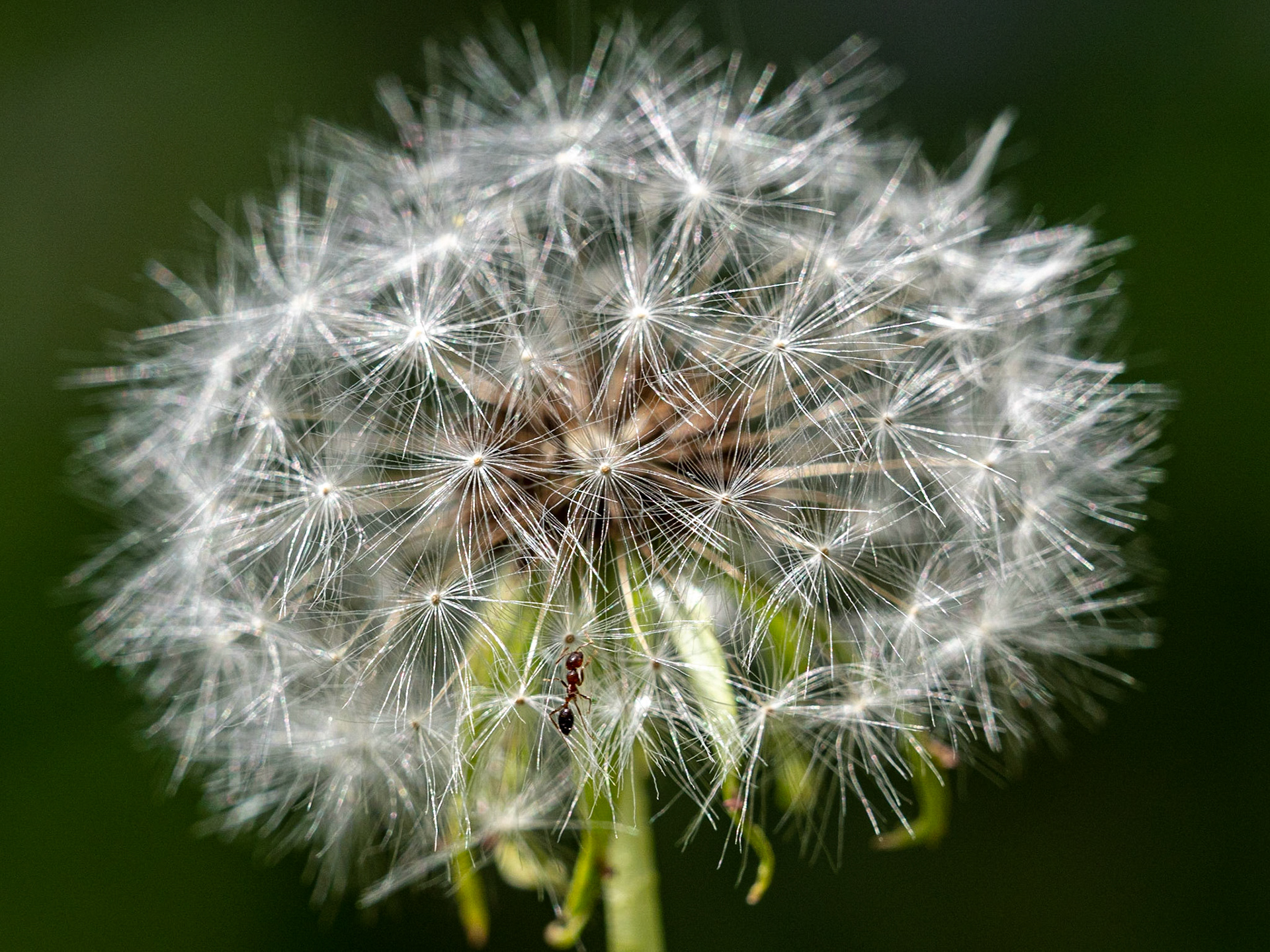 This is a Dandelion Seed Pod. And it makes a great walkabout for ants, beetles and an occasional horsefly.