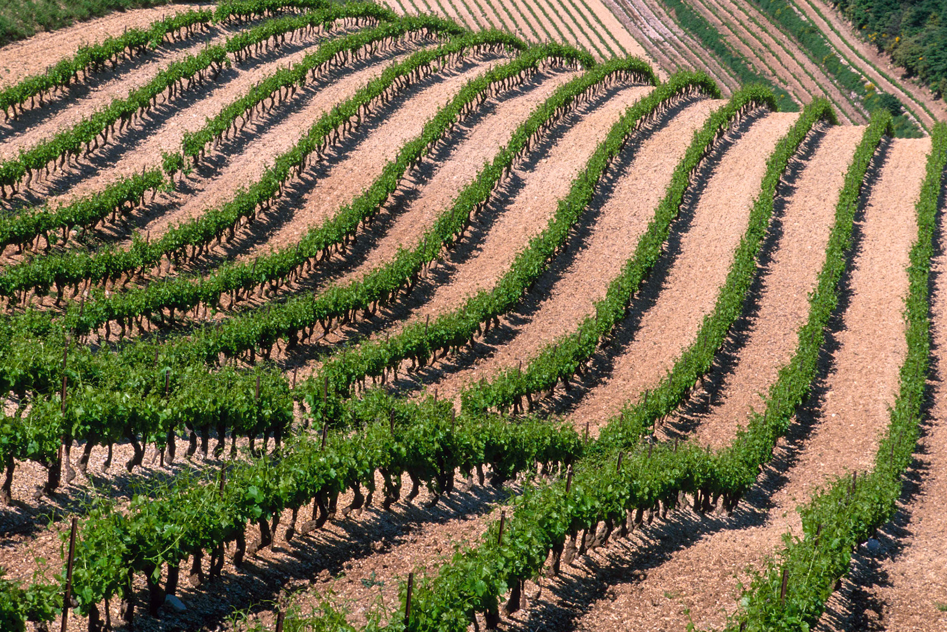 VAUCLUSE (84) GIGONDAS PAYSAGE GIGONDAS LE VIGNOBLE // FRANCE. VAUCLUSE (84) GIGONDAS PAYSAGE GIGONDAS THE VINEYARD
