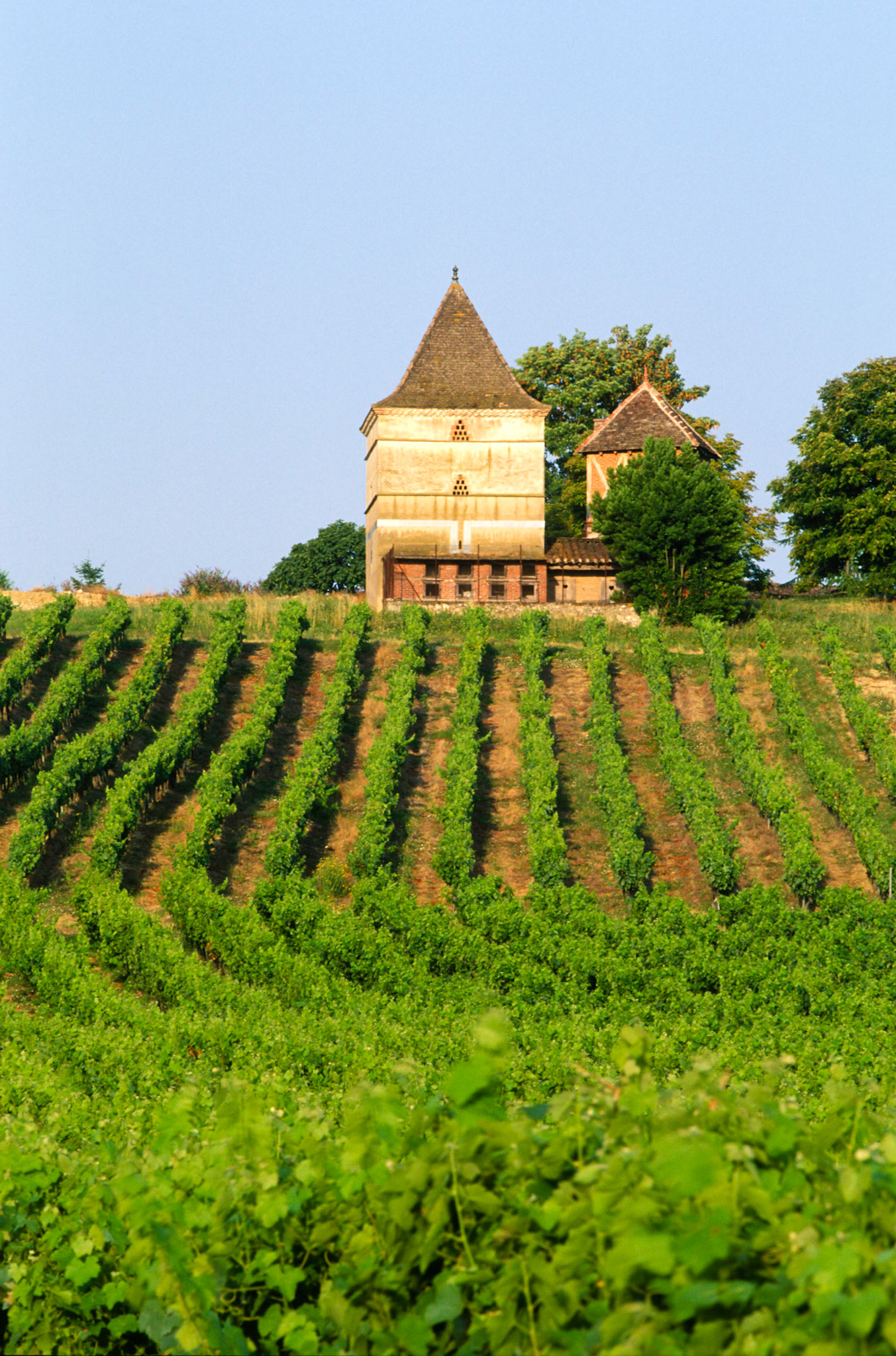 Tarn (81)  Fayssac pigeonnier et vignoble Gaillac // france. Tarn (81) Fayssac dovecote and Gaillac vineyard