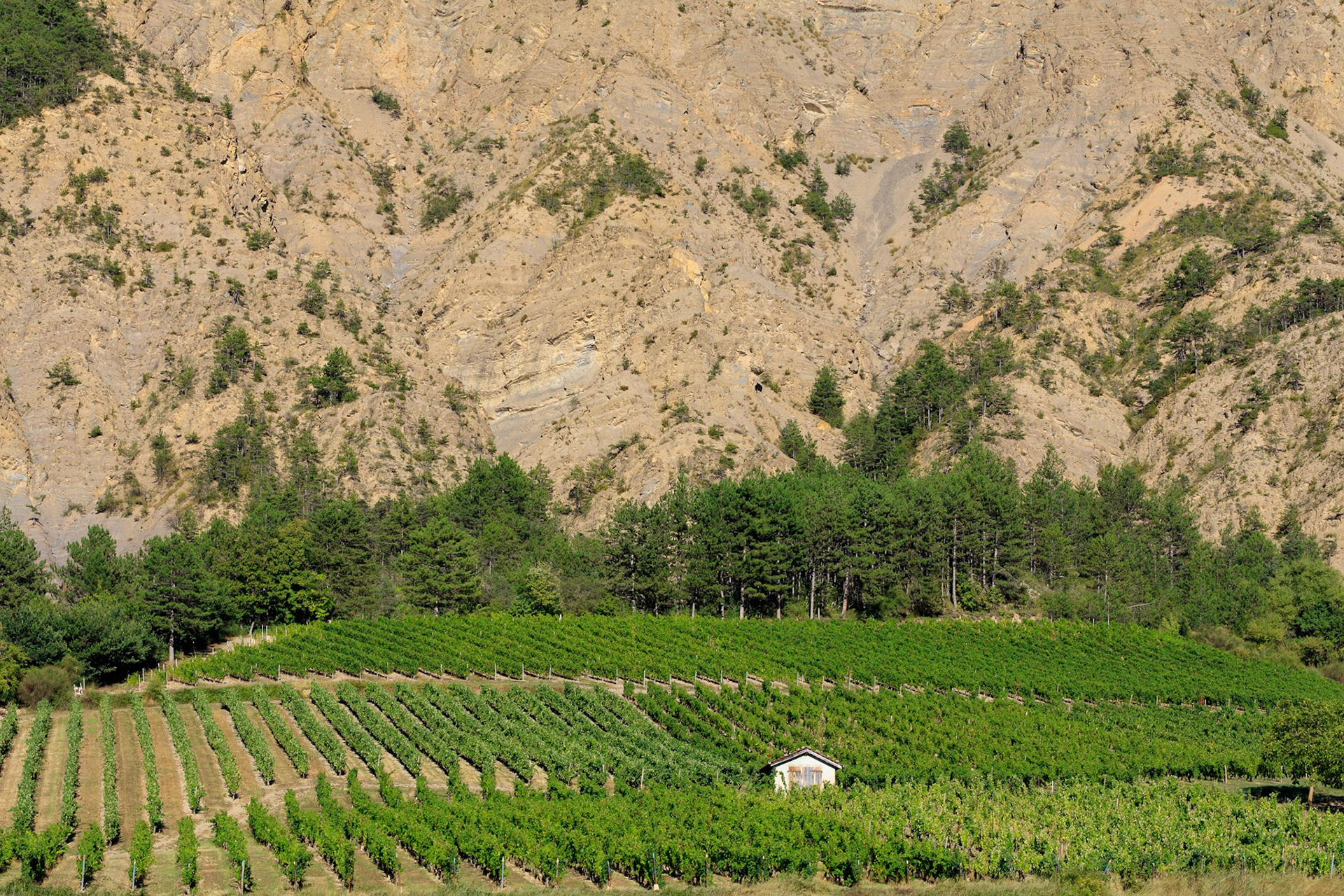 DROME (26) CHATILLON EN DIOIS PARC NATUREL REGIONAL DU VERCORS PAYSAGE CABANON DANS LES VIGNES LES BOURDEAUX // FRANCE.DROME (26) CHATILLON EN DIOIS PARK NATURAL REGIONAL OF VERCORS LANDSCAPE COTTAGE IN THE VINES LES BOURDEAUX