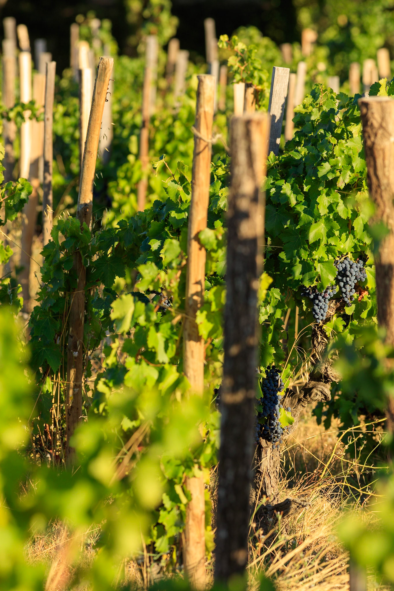 Vaucluse (84) Gigondas viticulture le vignoble piquet de vignes // FRANCE. 
Vaucluse (84) Gigondas viticulture vineyard picking vines
