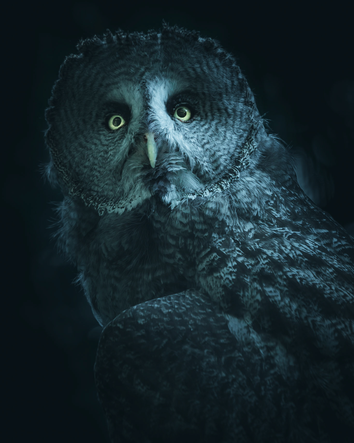 Moody Blues Collection