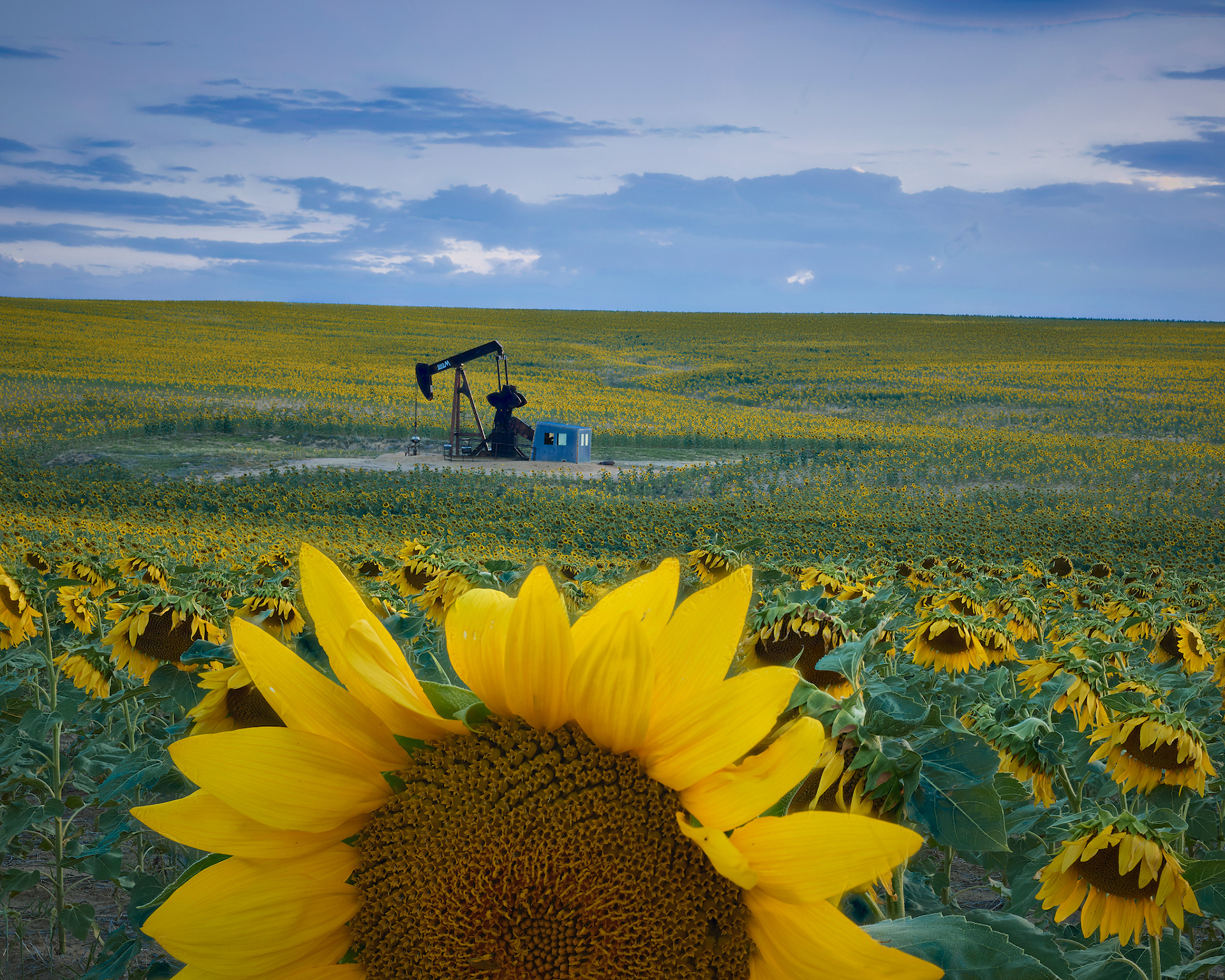 Sunflower Field, Hudson Colorado