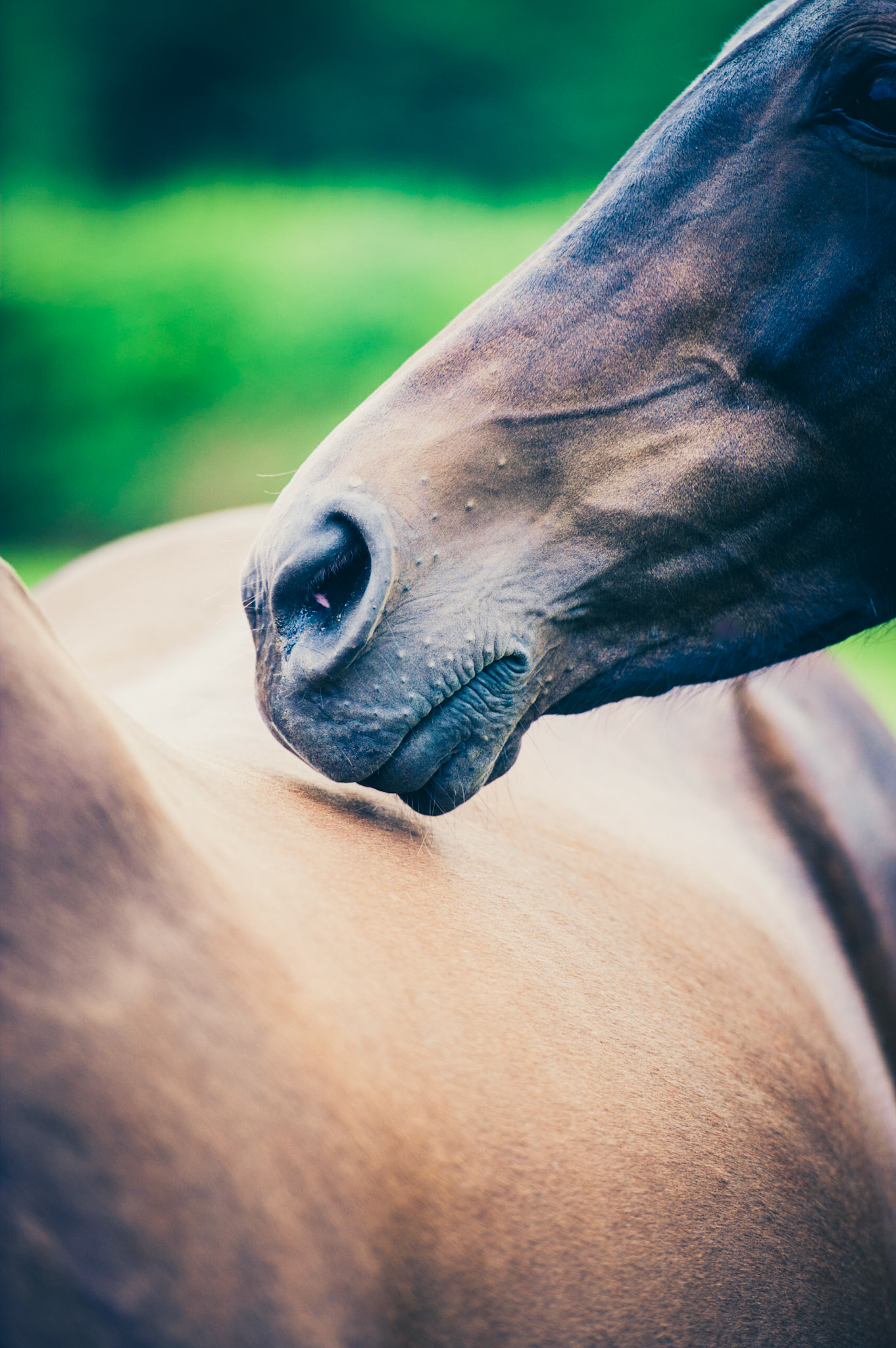 Tenderness