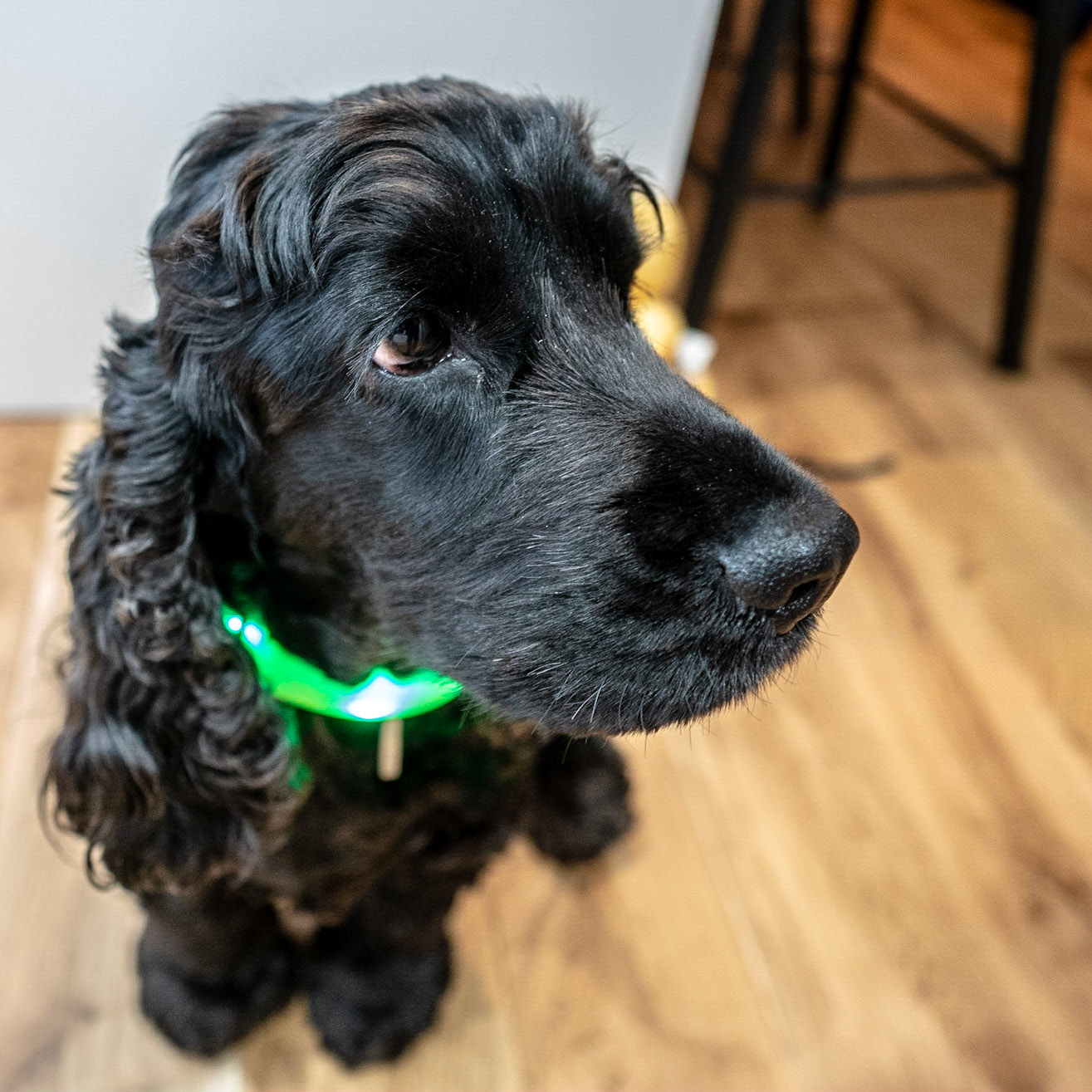 Late dog walk in the dark and so the light up collar is required