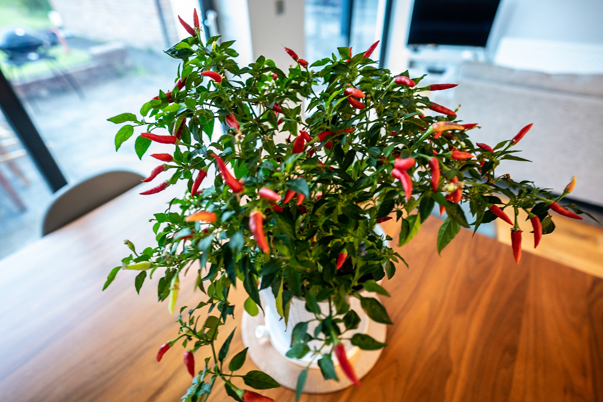 The chilli's are almost ready for harvesting