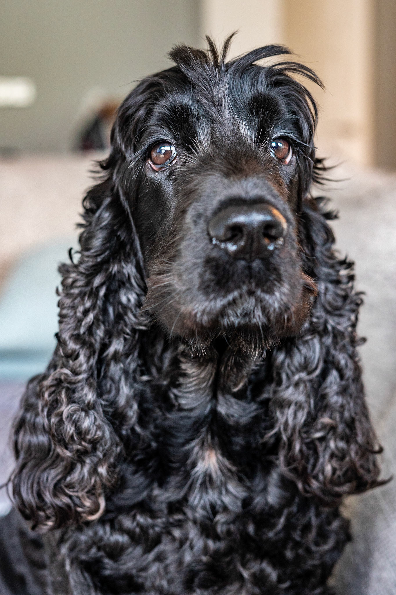 Our girl just before her daily walk