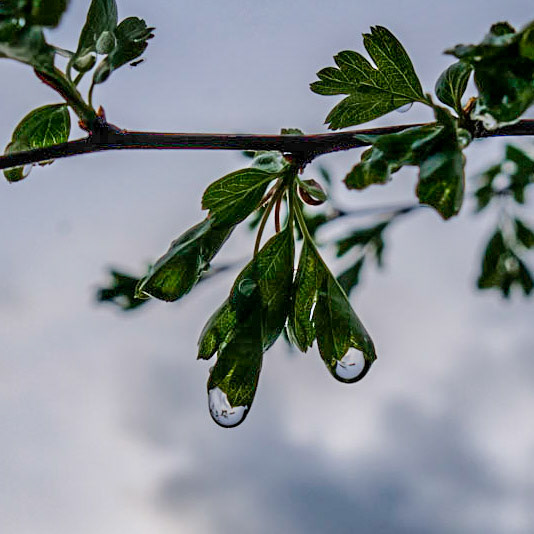 loved the rain drops hanging off these leaves