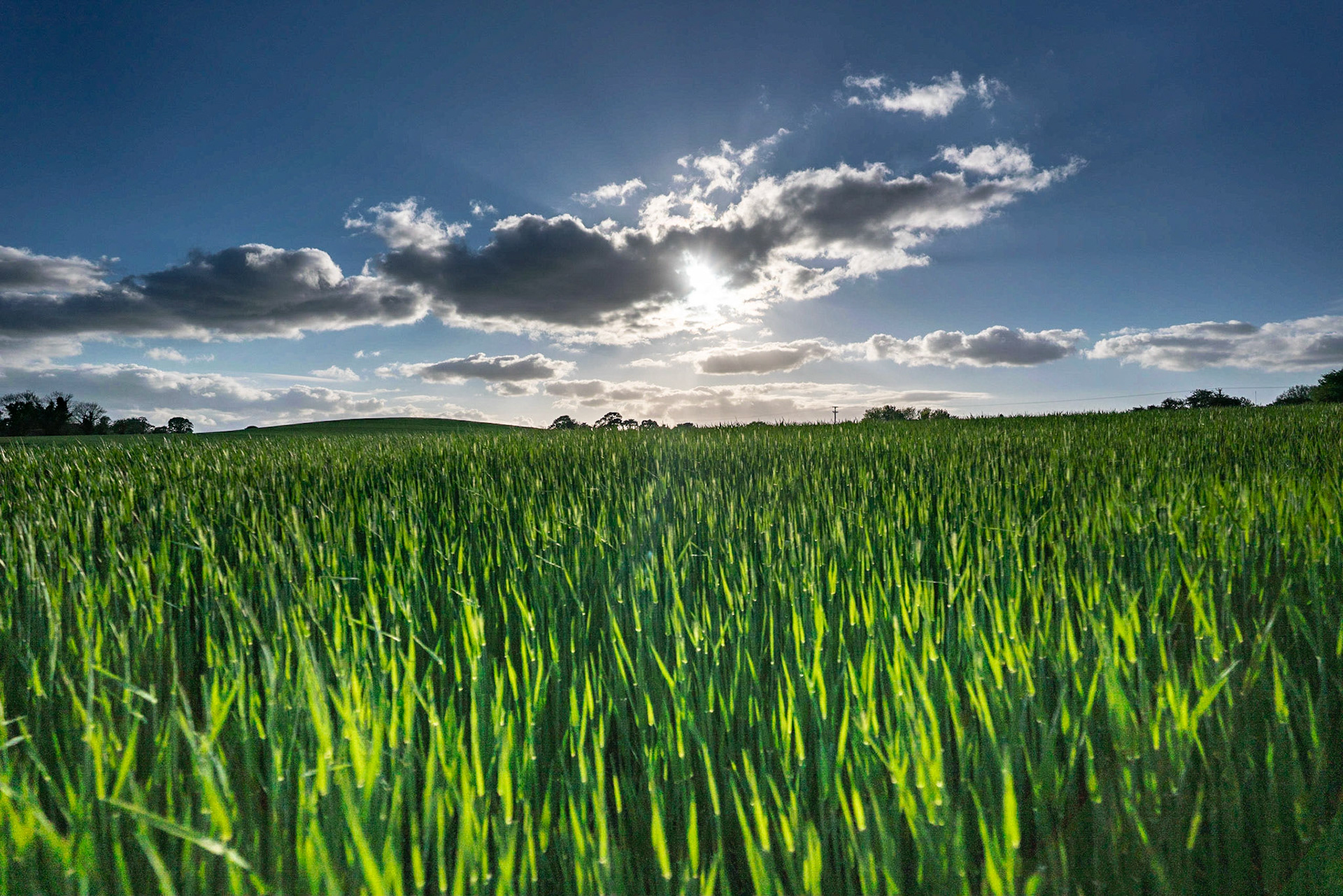 Loved the evening sun on the crops