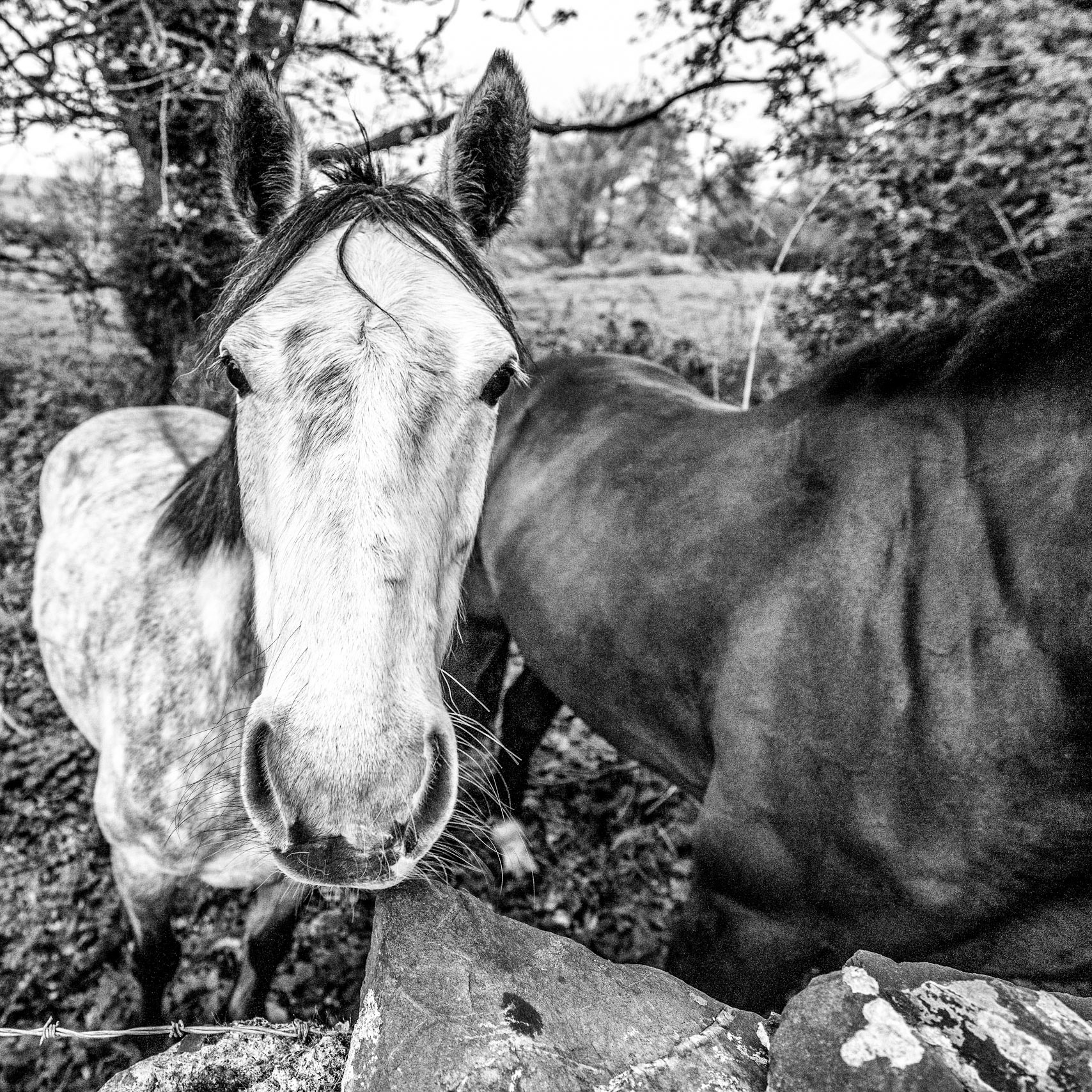 Horse's out in the fields for spring