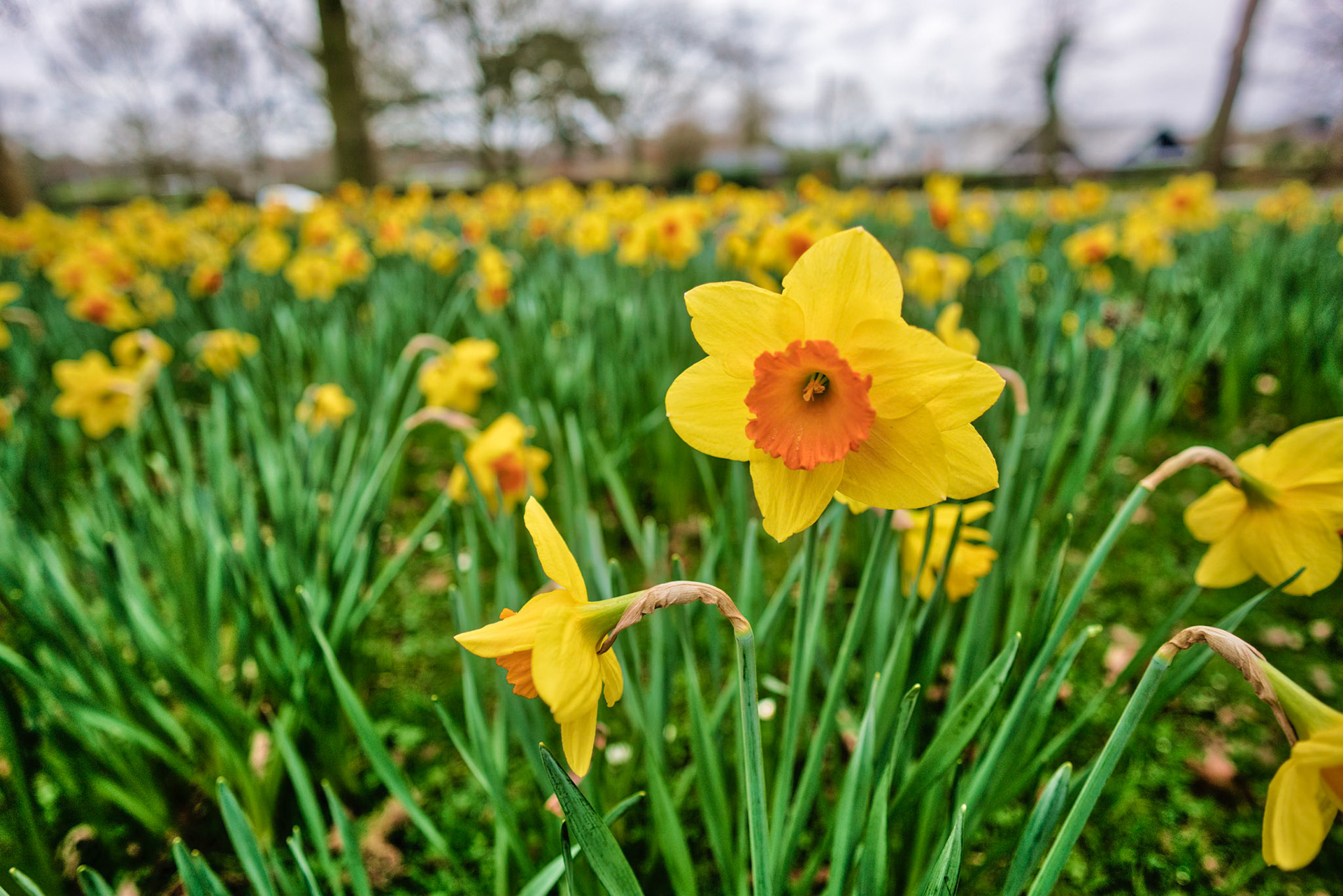 1st day of spring and St Davids day so thought I would go out and find some daffodils to photograph.