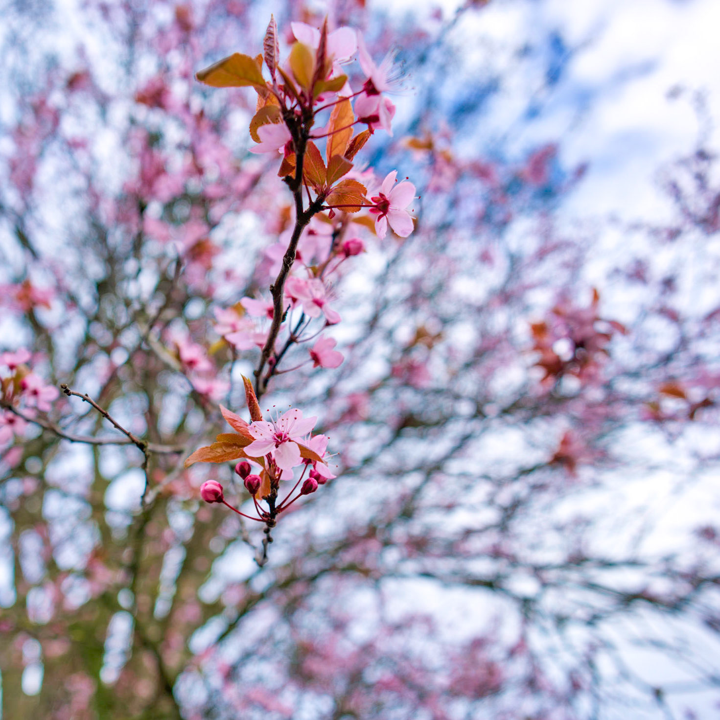 Blossums starting to show on the trees - everything thinks spring is coming early