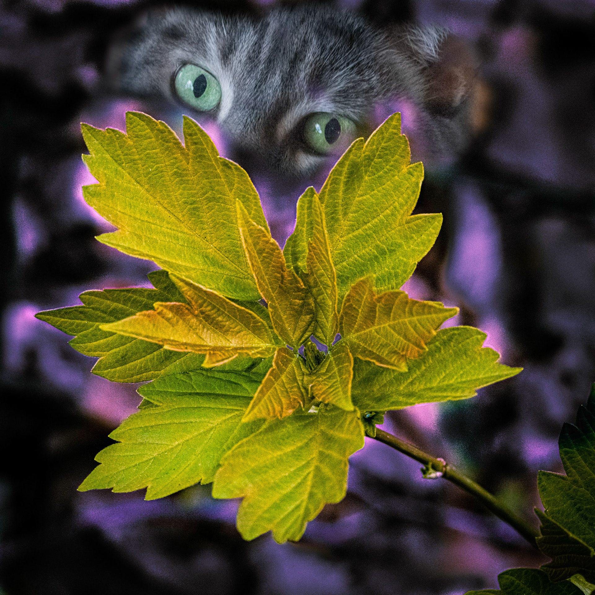 Hawthorn Glen, Milwaukee WI, April 2021