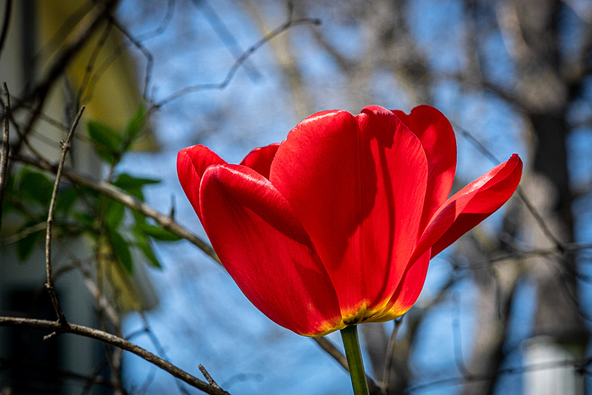 Street Flower, Wauwatosa WI  May 2021